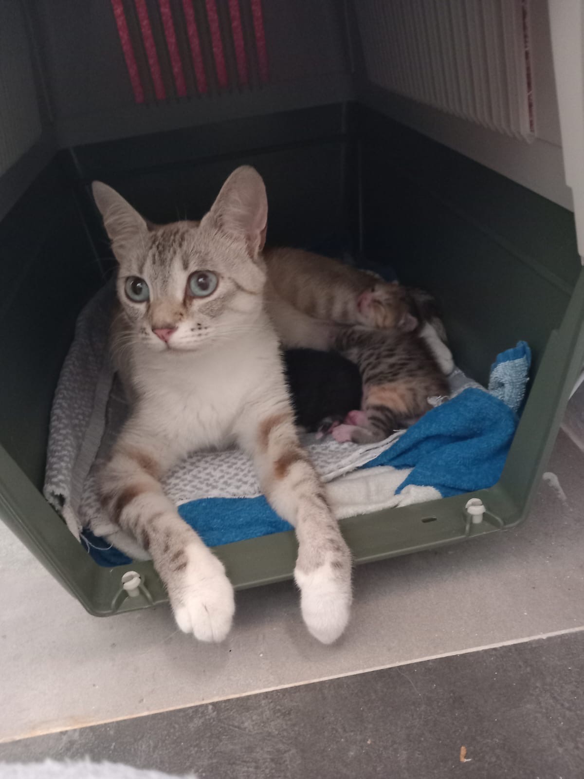 Bring Tzatziki & her babies to the UK and save cats campaign photo, 2 of 5