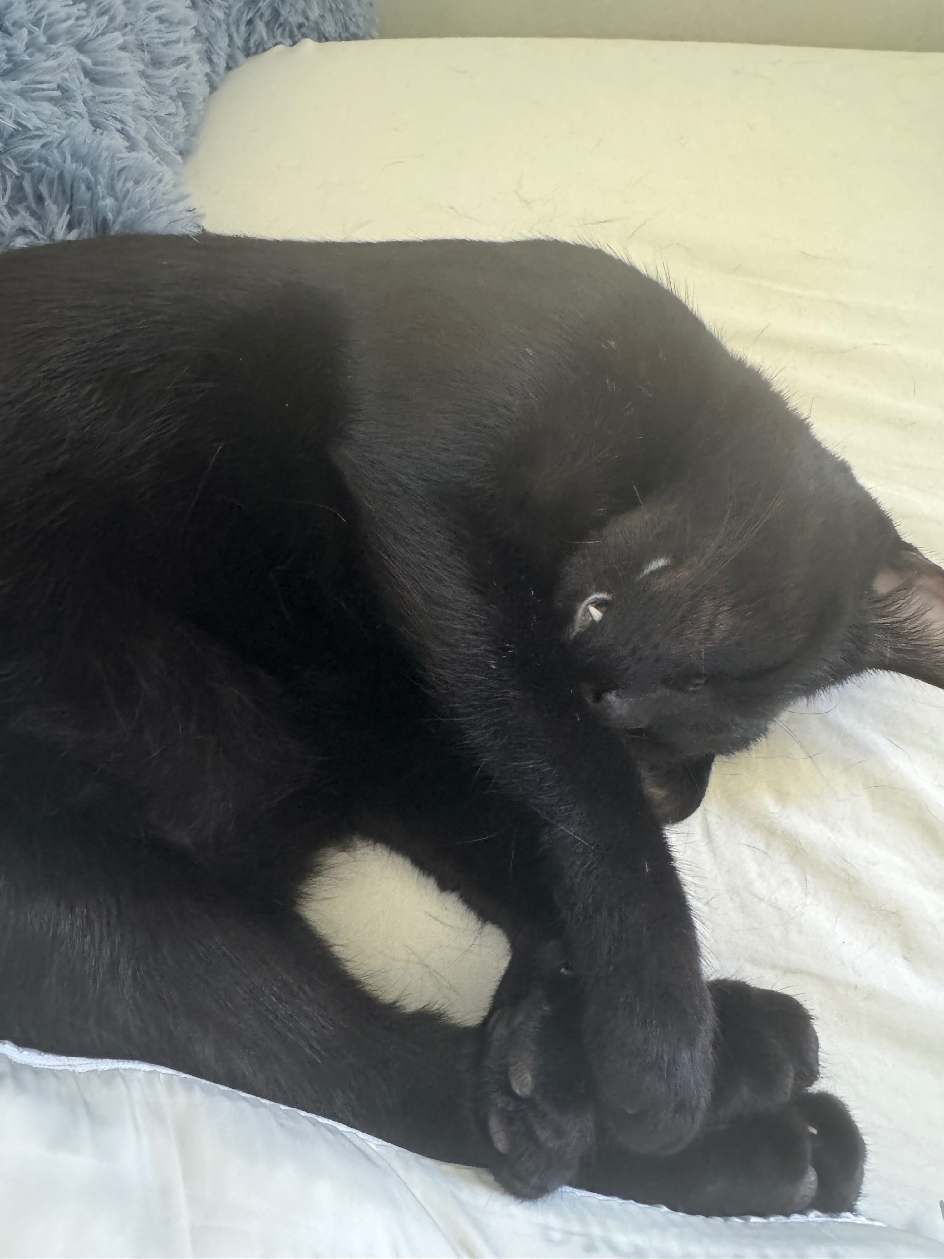 Save Timmie: Surgery Needed Urgently campaign photo, 2 of 8