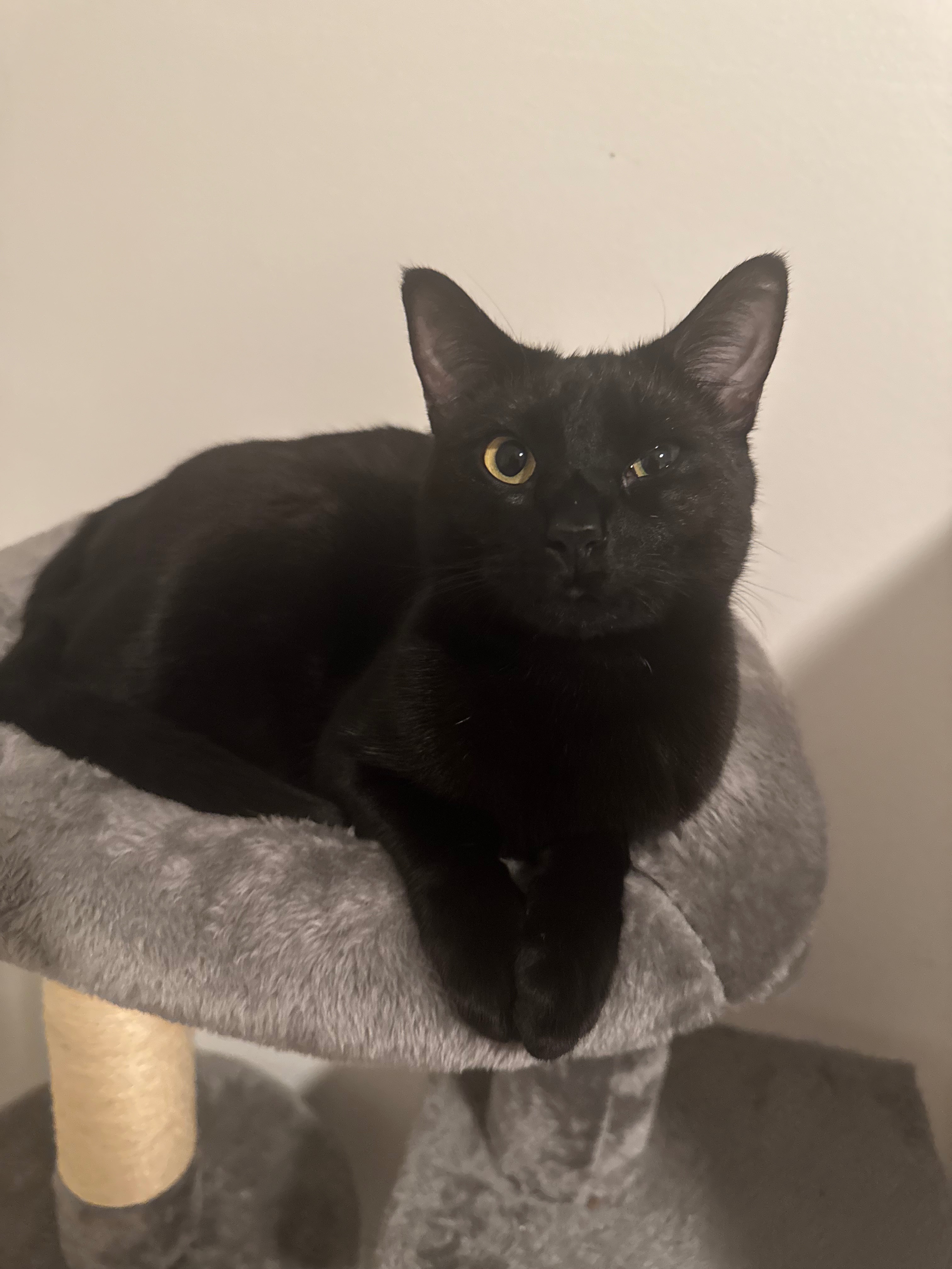Save Timmie: Surgery Needed Urgently campaign photo, 4 of 8