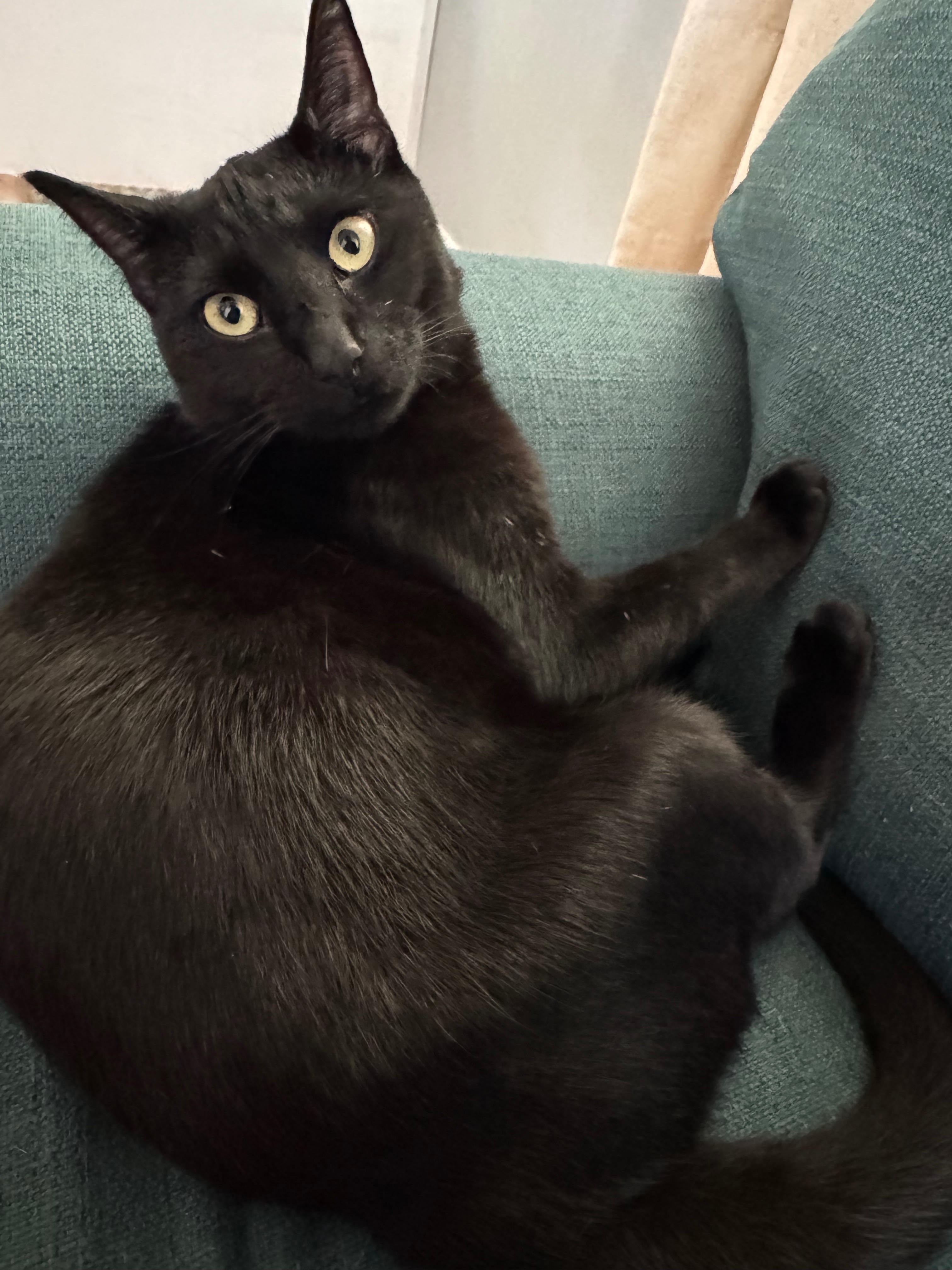 Save Timmie: Surgery Needed Urgently campaign photo, 5 of 8