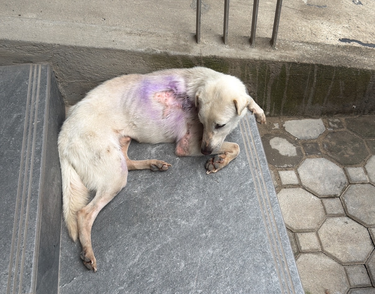 Give Hope to the Stray Dogs of El Nido campaign photo, 7 of 8