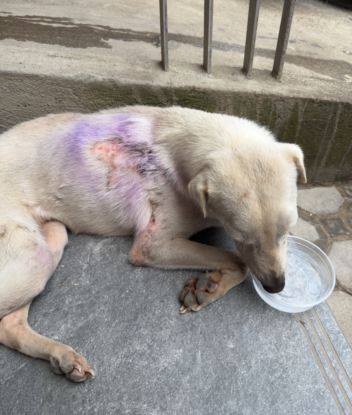 Give Hope to the Stray Dogs of El Nido campaign photo, 2 of 8