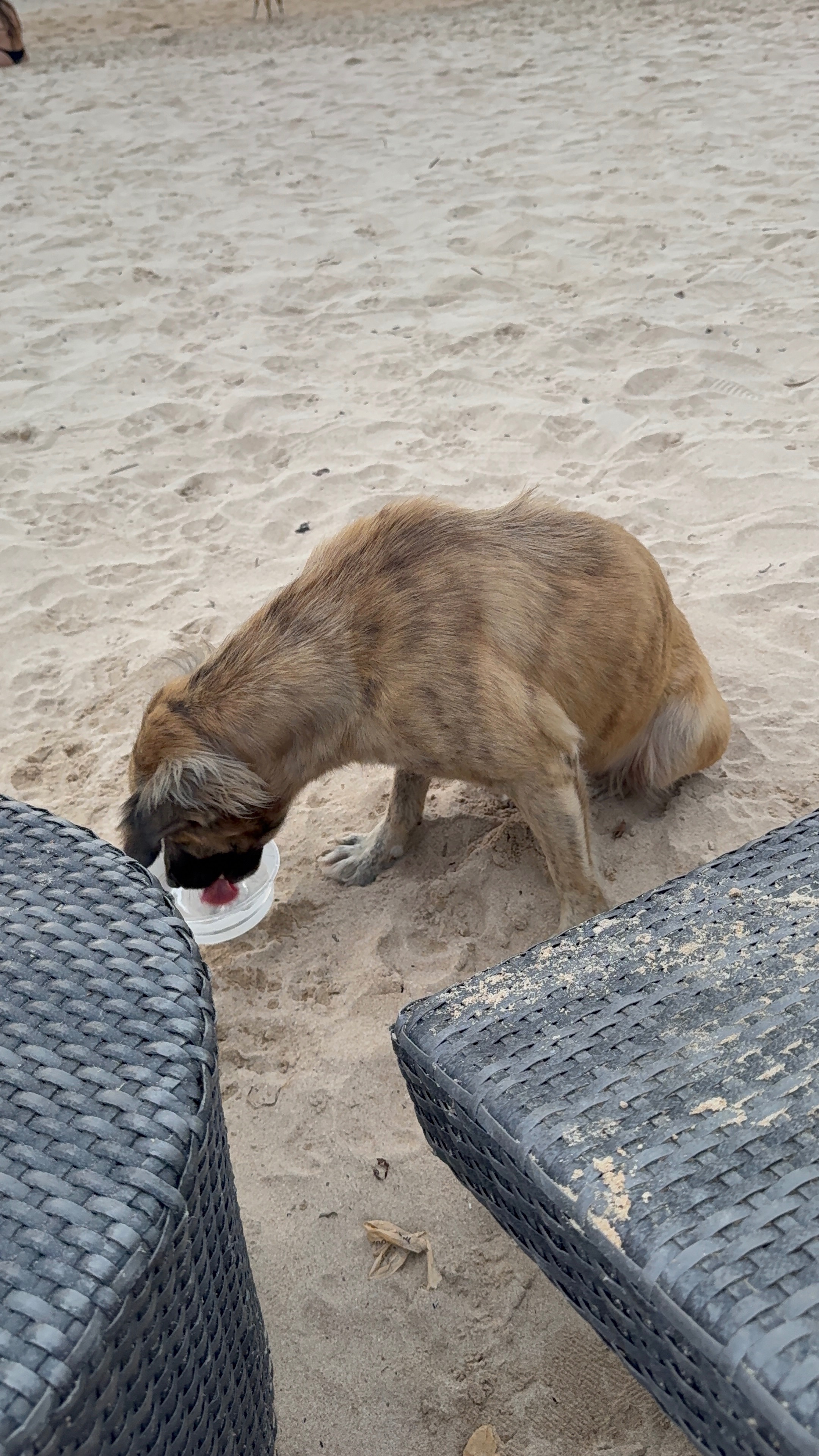 Give Hope to the Stray Dogs of El Nido campaign photo, 5 of 8