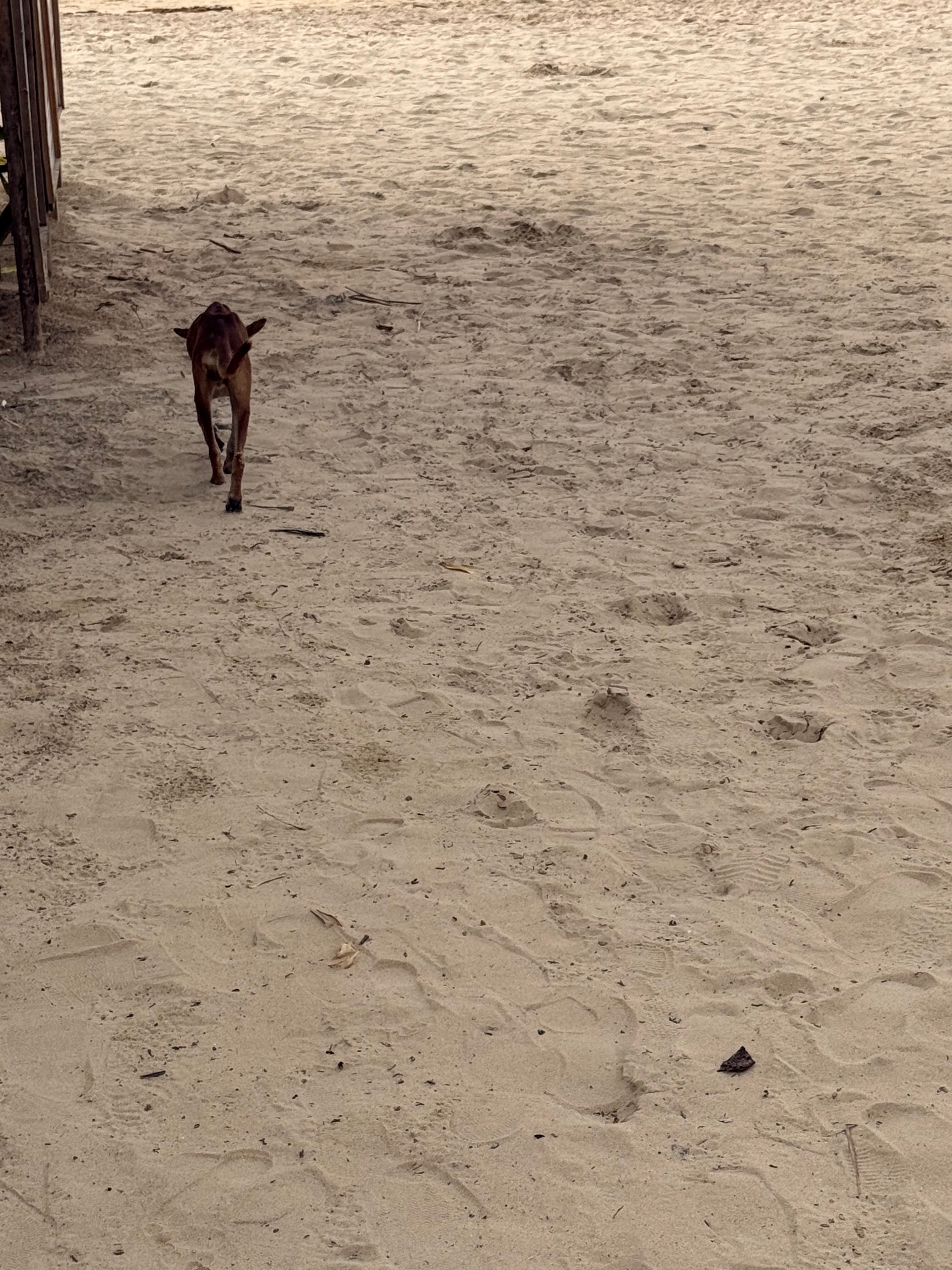 Give Hope to the Stray Dogs of El Nido campaign photo, 4 of 8