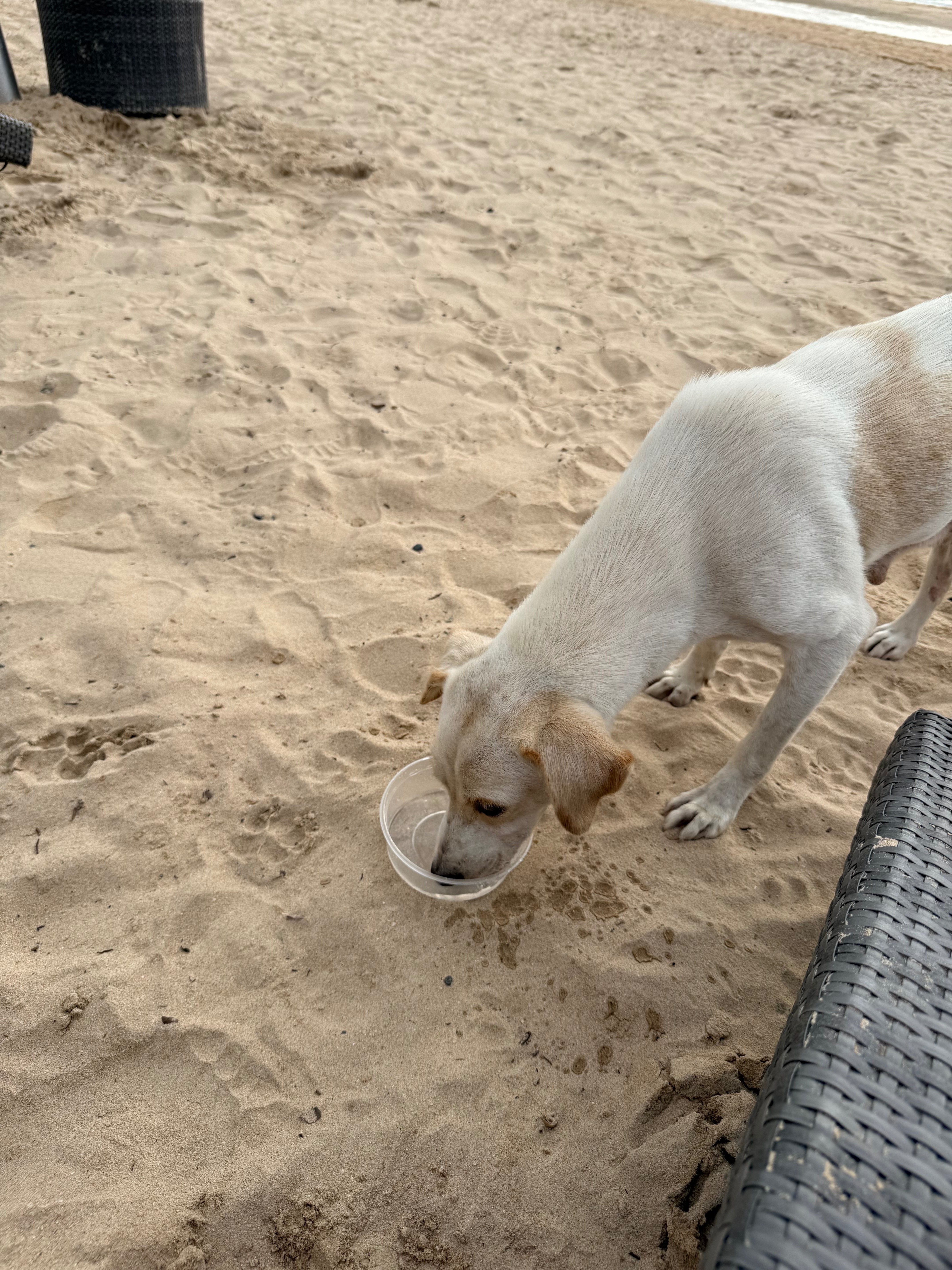 Give Hope to the Stray Dogs of El Nido campaign photo, 6 of 8