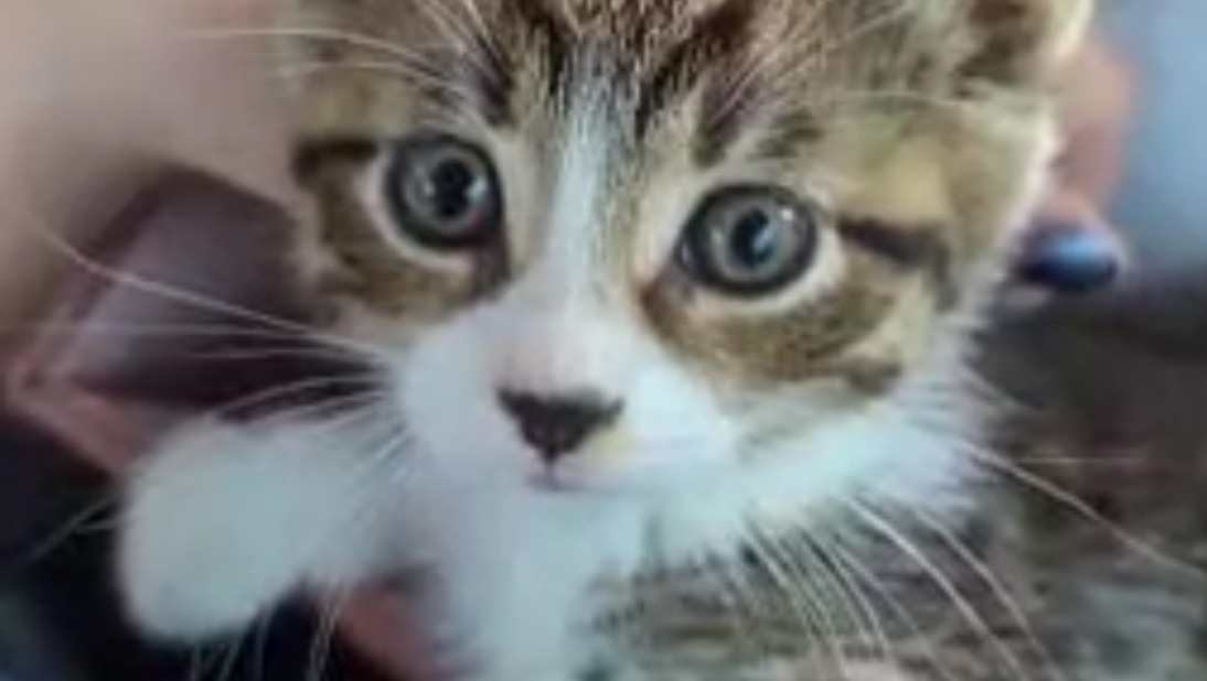 Help Save Kitten in Need of Surgery photo