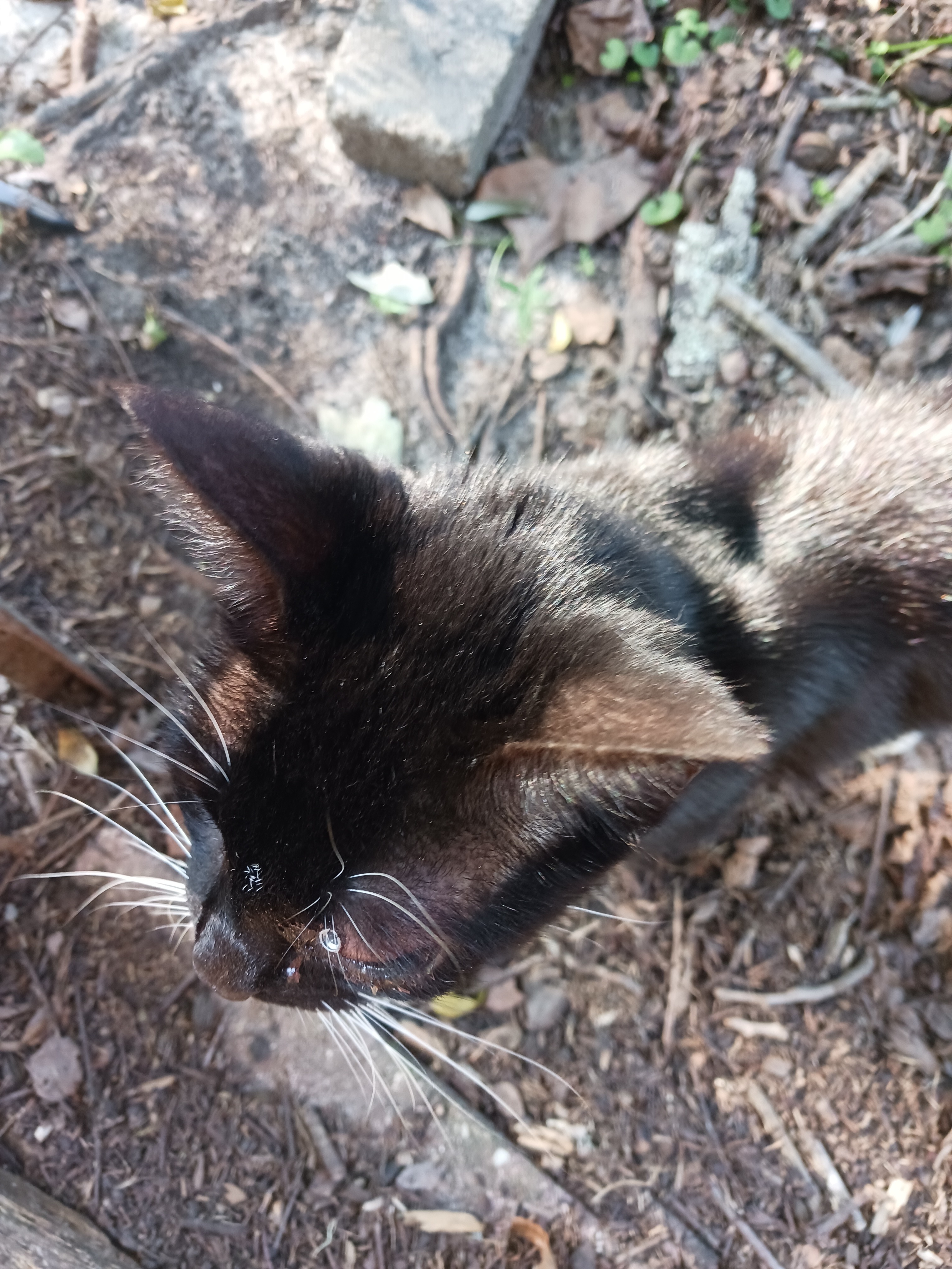 Cat shot in eye - Please help campaign photo, 2 of 3