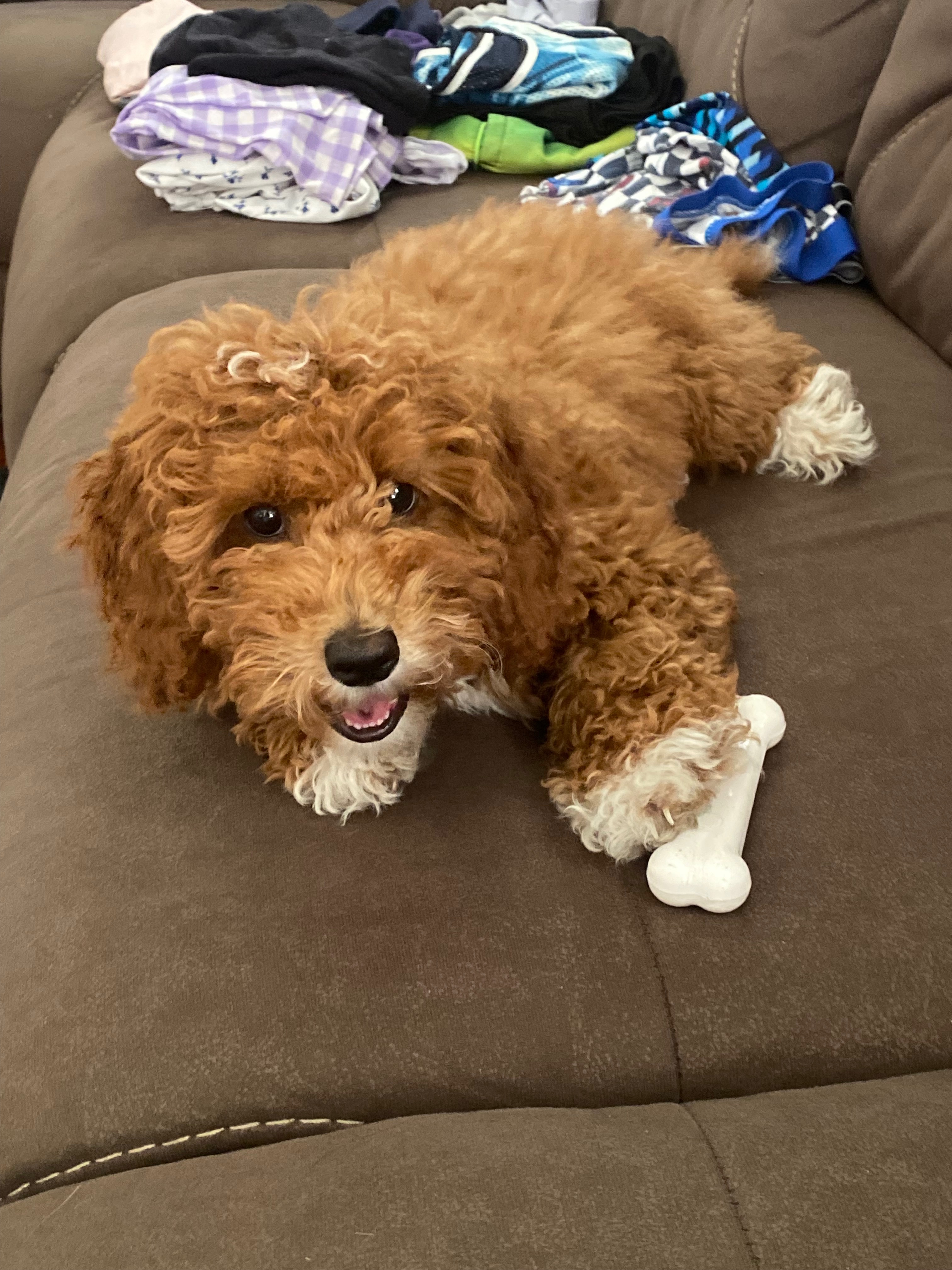 Our puppy needs surgery or amputation for broken leg campaign photo, 5 of 6
