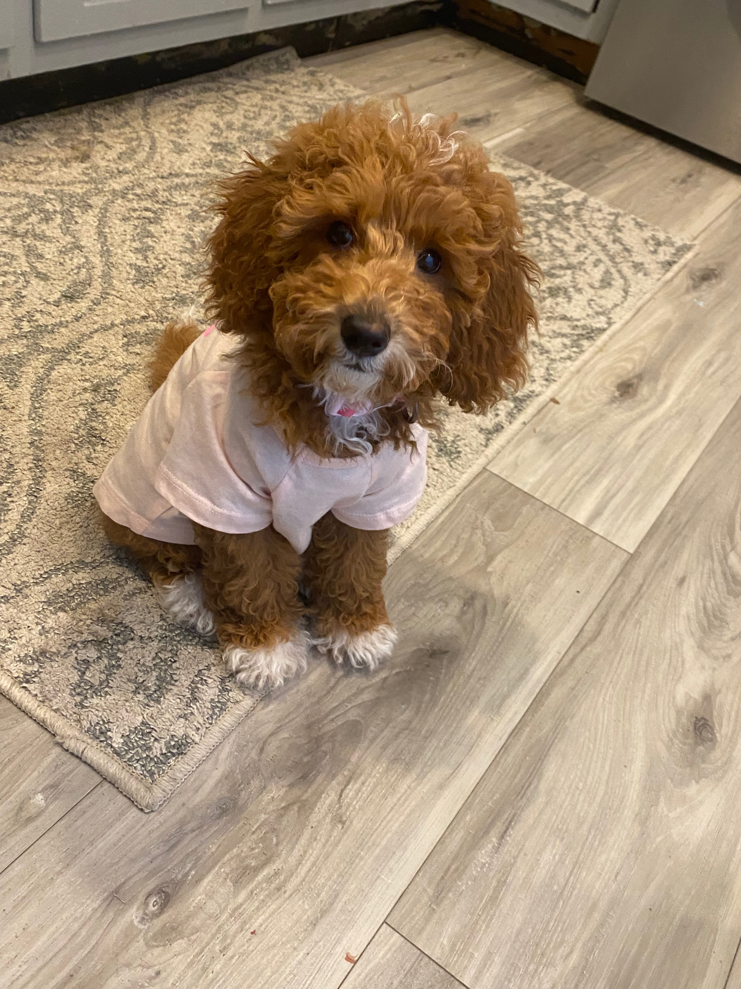 Our puppy needs surgery or amputation for broken leg campaign photo, 2 of 6