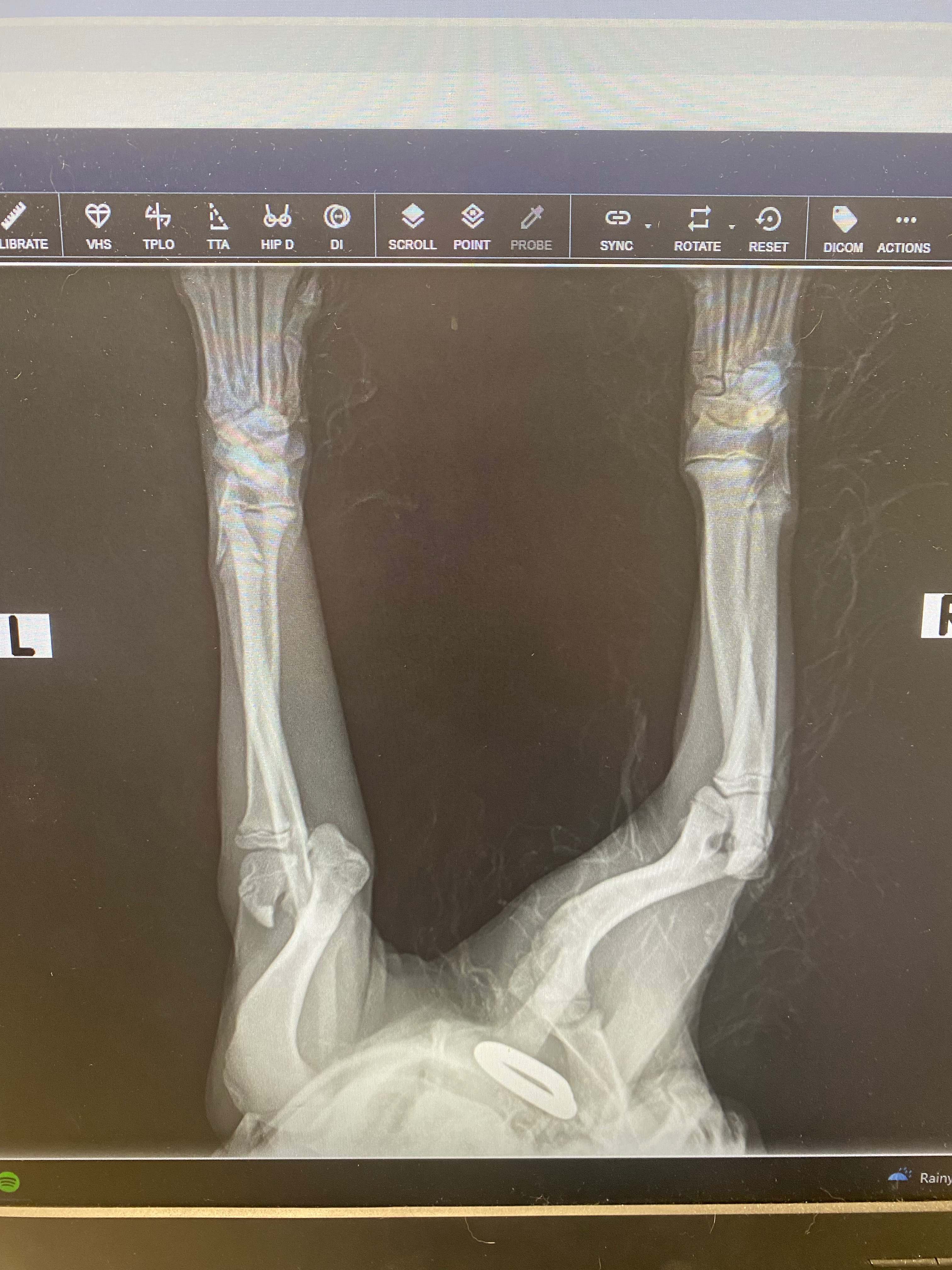 Our puppy needs surgery or amputation for broken leg campaign photo, 4 of 6