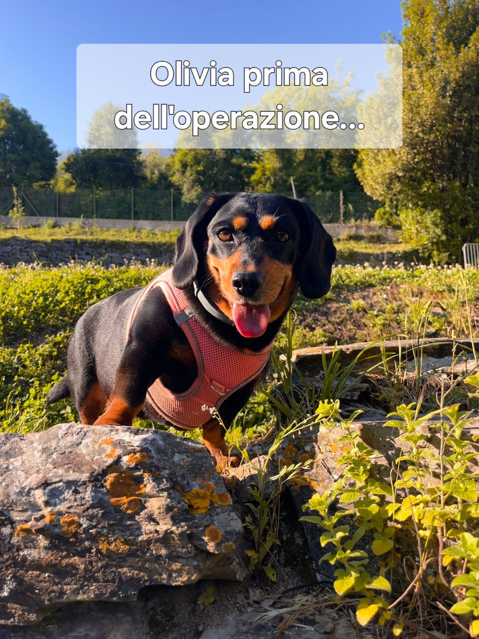 Aiutiamo Olivia a correre di nuovo campaign photo, 6 of 8