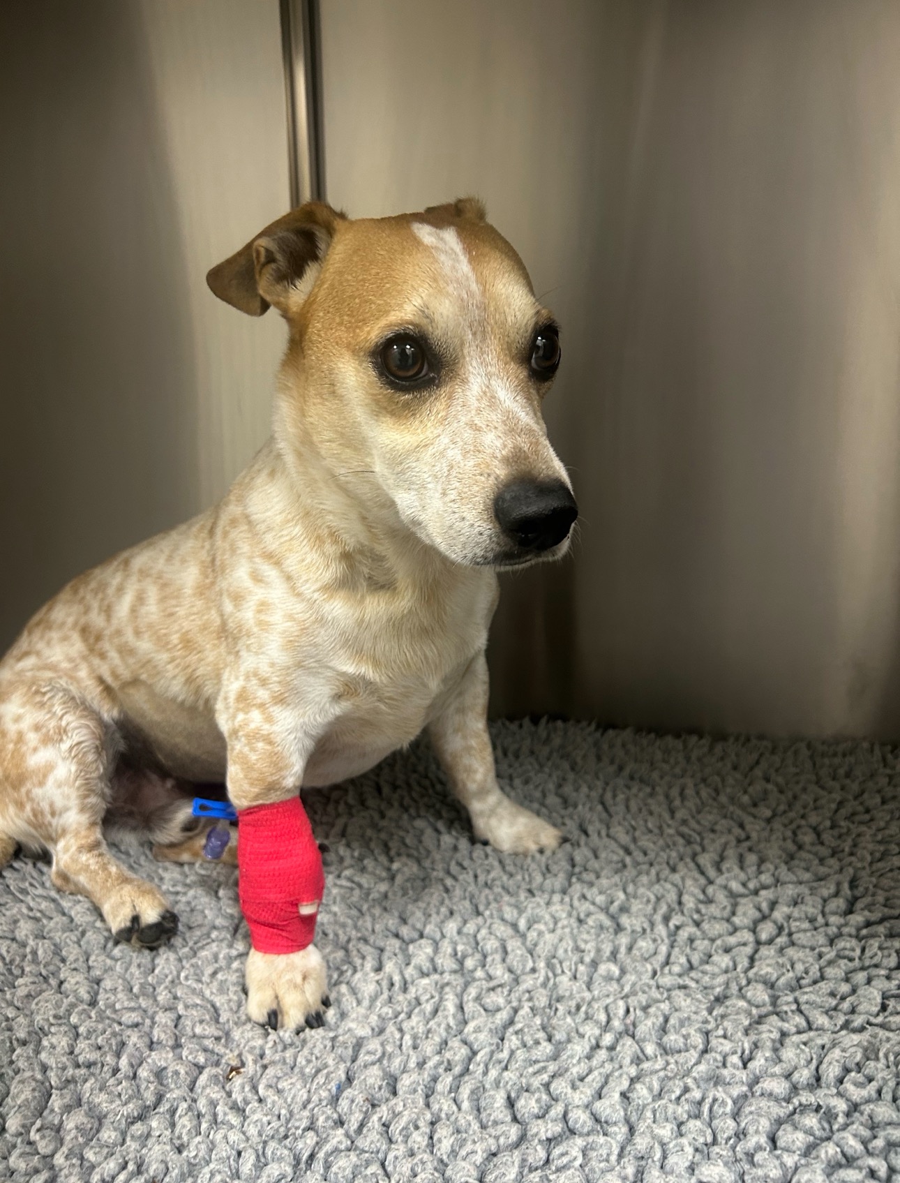 Please help save Huxley - My Brave Little Jack Russell. campaign photo, 7 of 8