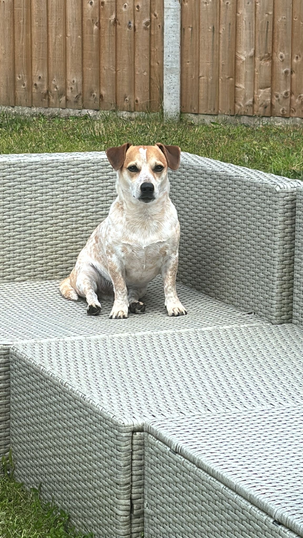 Please help save Huxley - My Brave Little Jack Russell. campaign photo, 2 of 8