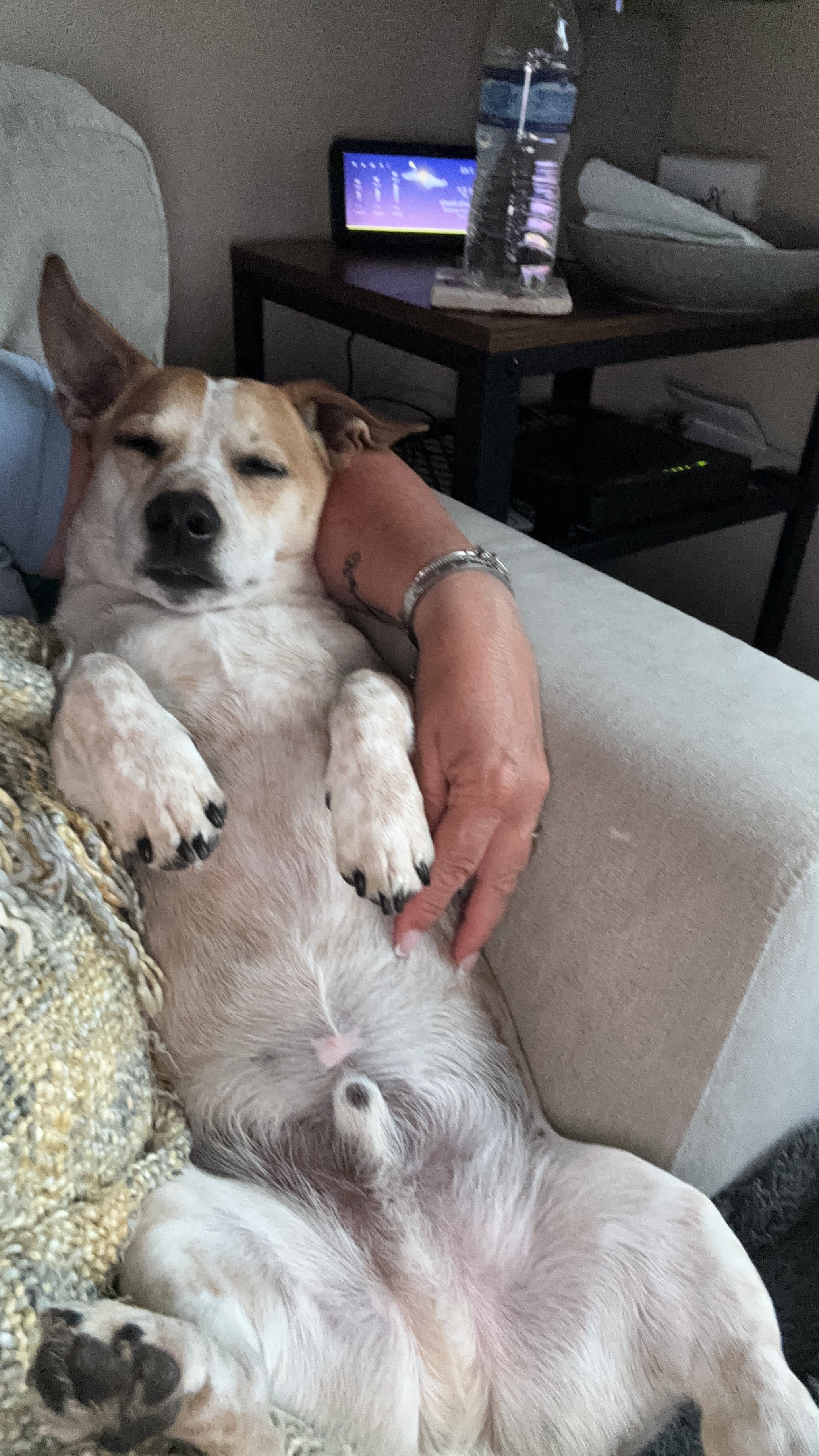 Please help save Huxley - My Brave Little Jack Russell. campaign photo, 4 of 8
