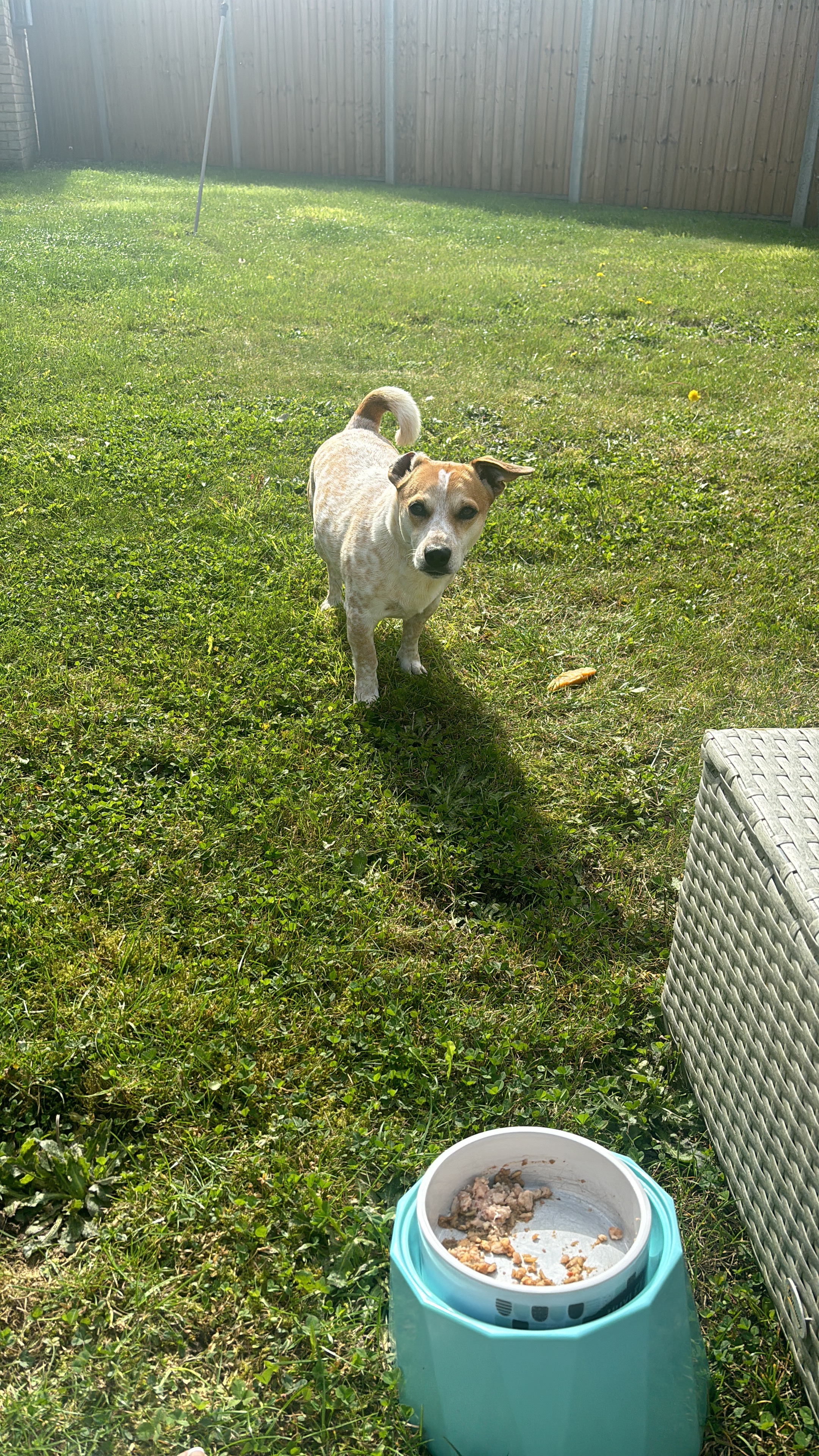Please help save Huxley - My Brave Little Jack Russell. campaign photo, 5 of 8