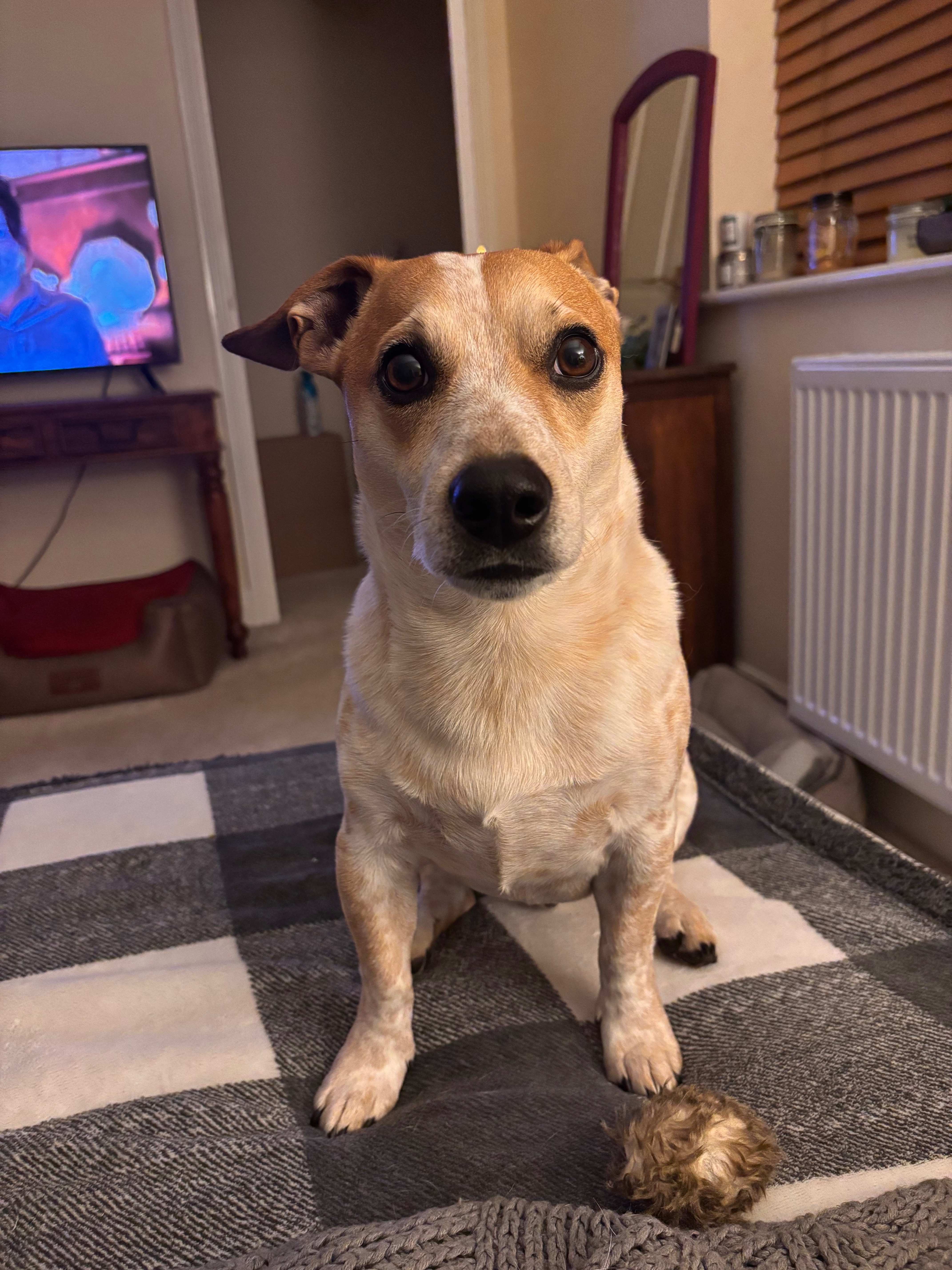 Please help save Huxley - My Brave Little Jack Russell. campaign photo, 6 of 8
