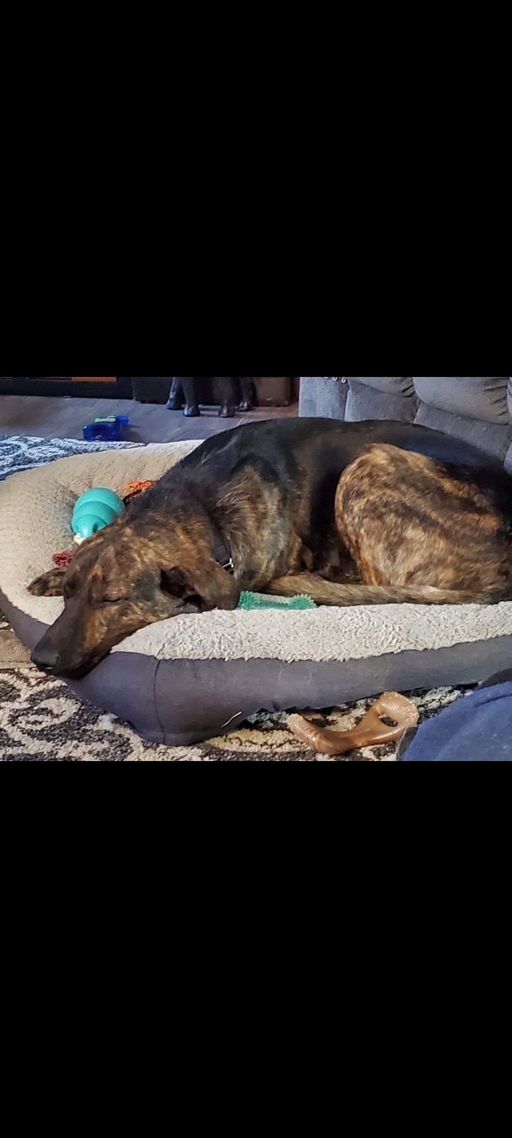 Support Titan's Life-Saving Surgery campaign photo, 5 of 6
