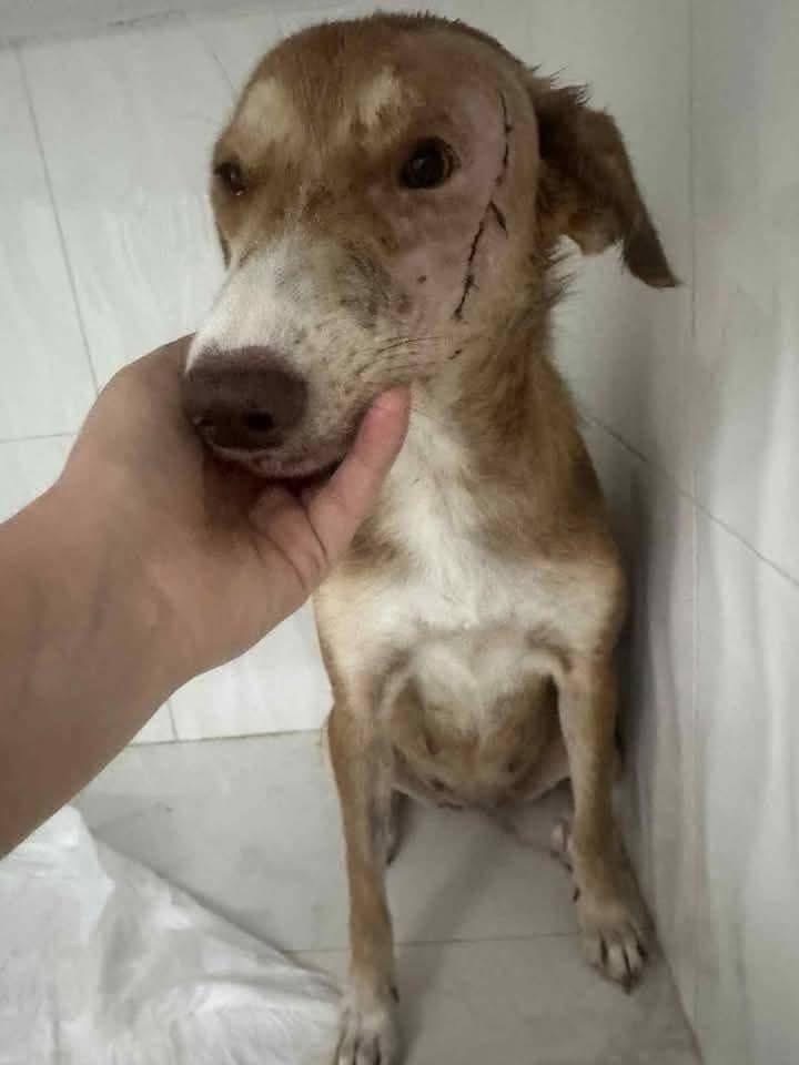 Saving Lives: Help Rescue Abandoned and Abused Dogs campaign photo, 2 of 8
