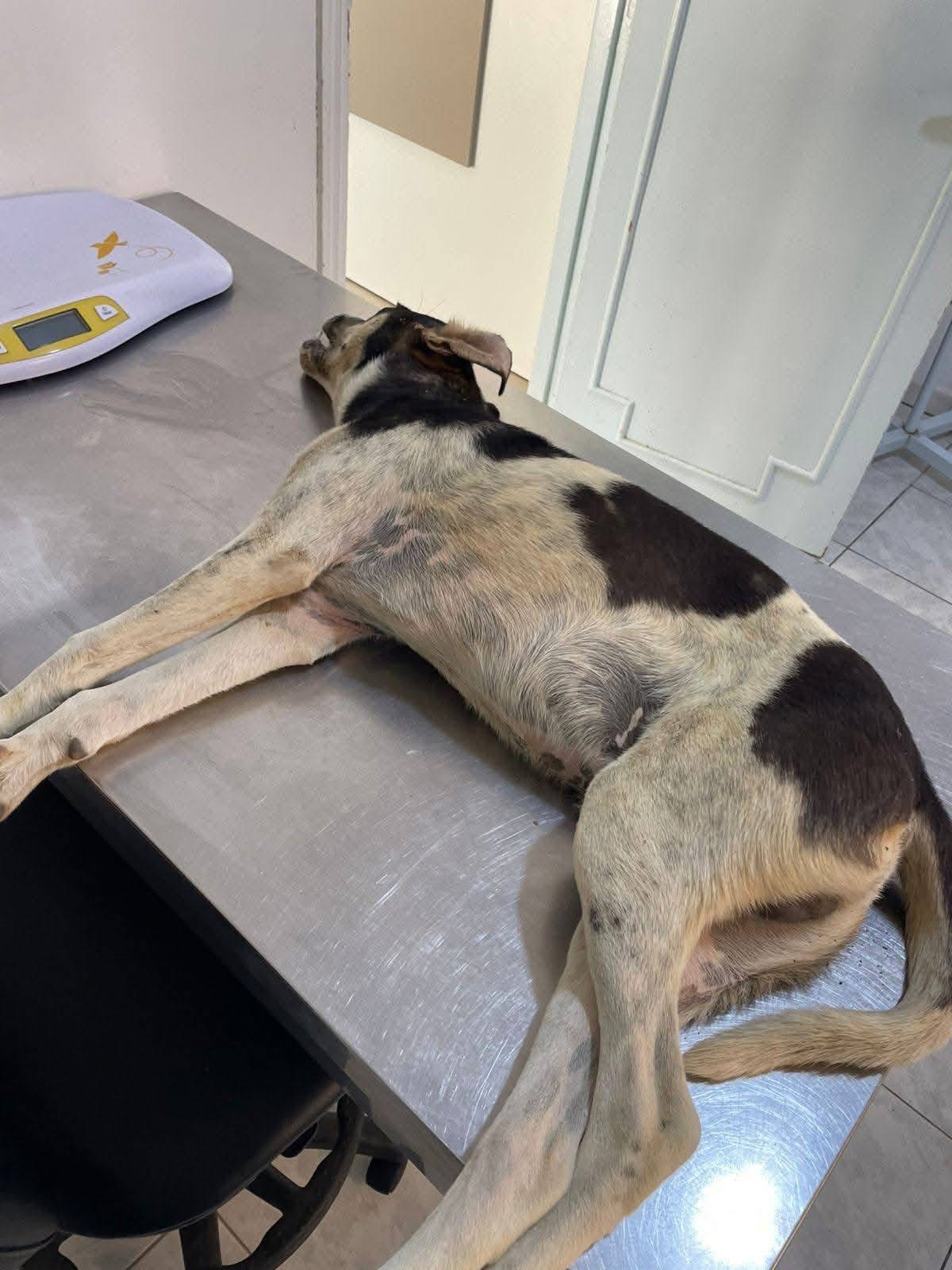 Saving Lives: Help Rescue Abandoned and Abused Dogs campaign photo, 4 of 8