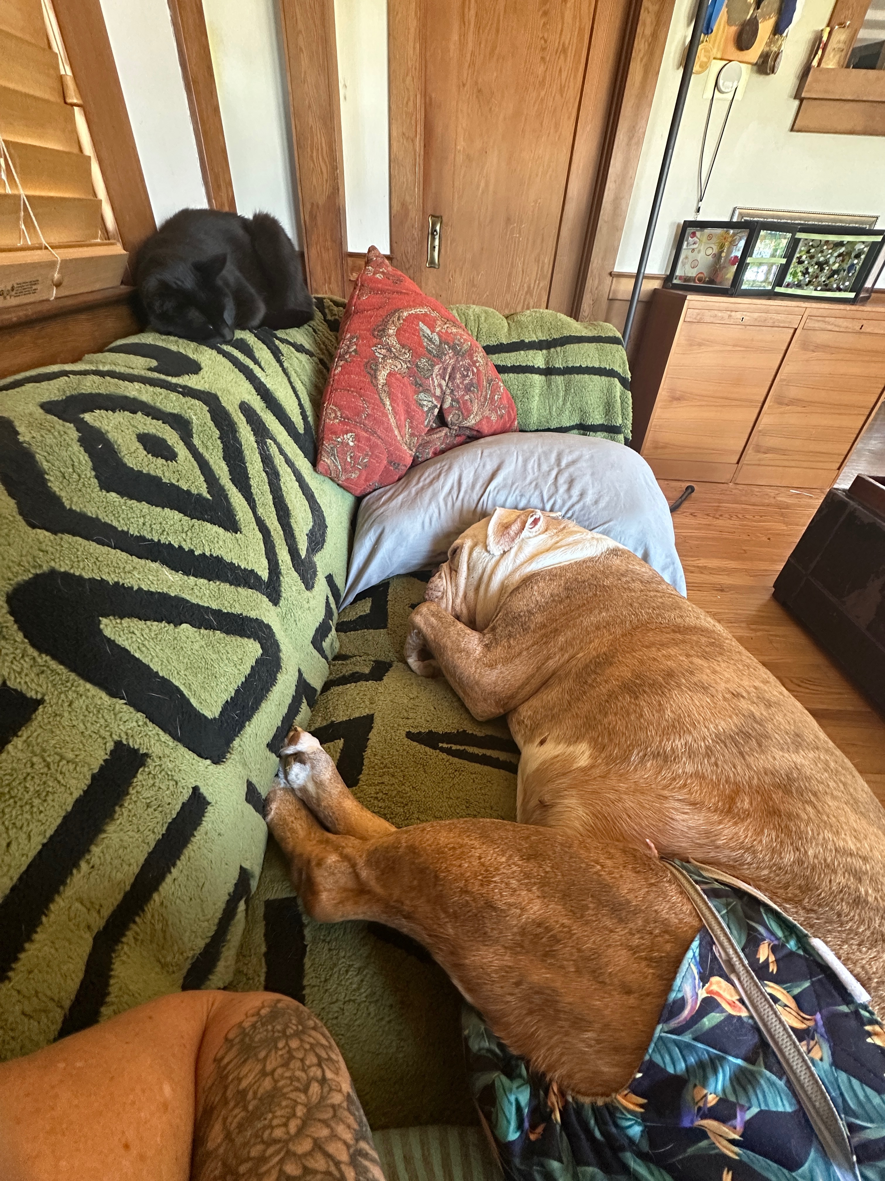 Bridge the Gap: Bills, Teaching, and Bulldog Care campaign photo, 5 of 6