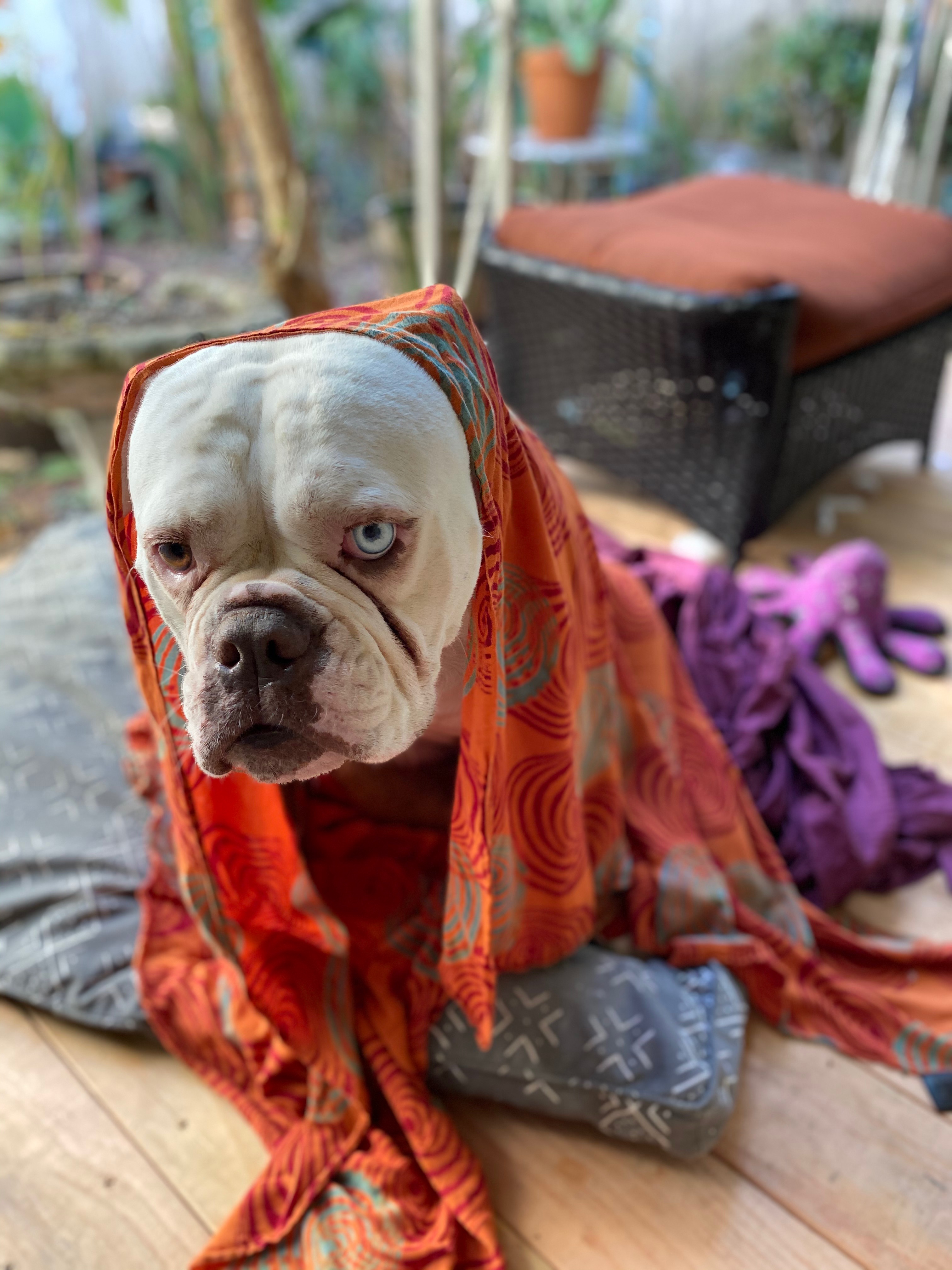 Bridge the Gap: Bills, Teaching, and Bulldog Care campaign photo, 2 of 6