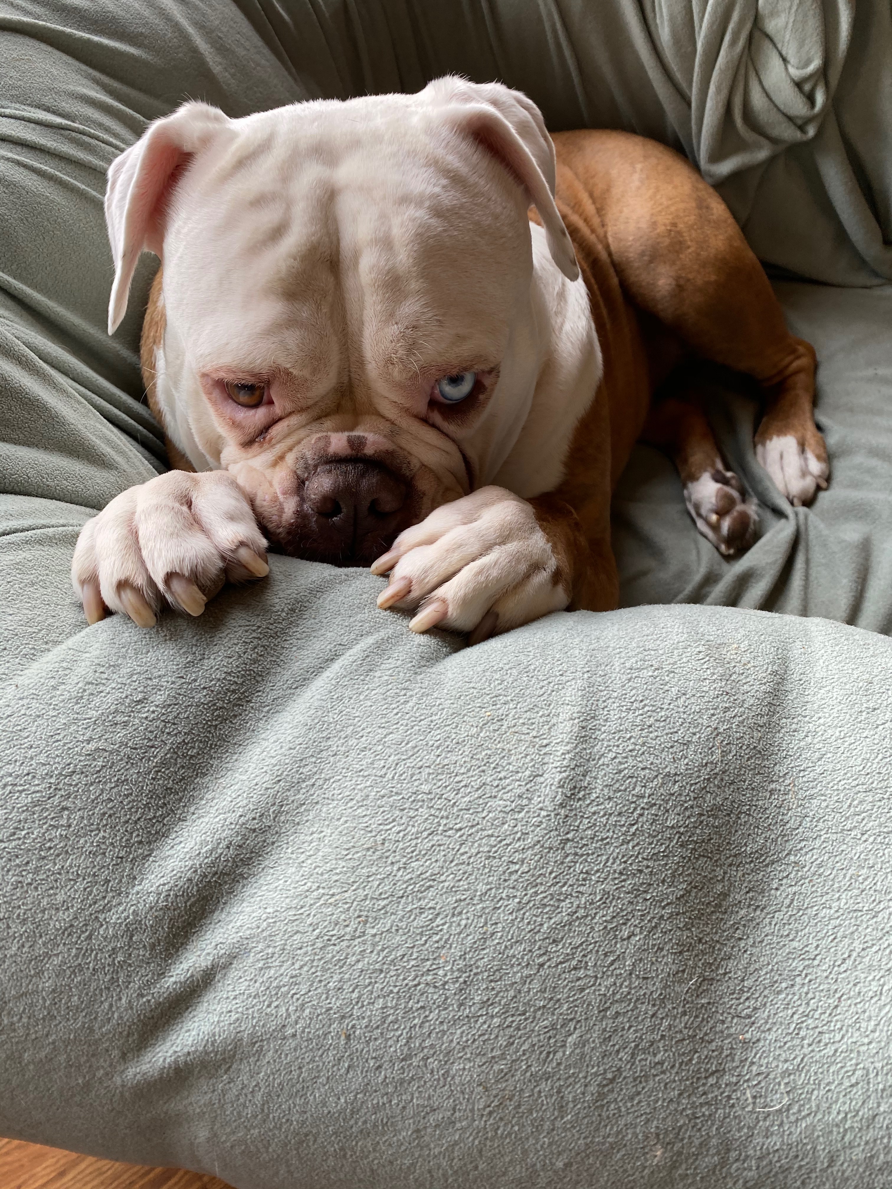 Bridge the Gap: Bills, Teaching, and Bulldog Care campaign photo, 4 of 6
