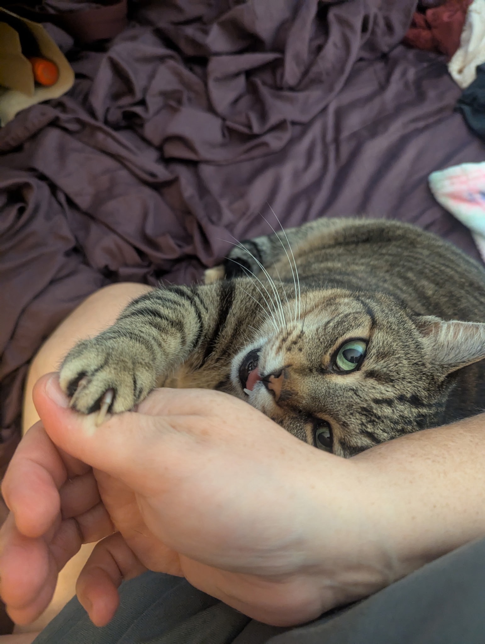 Surgery for Zoey: A Loving Cat's Struggle campaign photo, 7 of 8