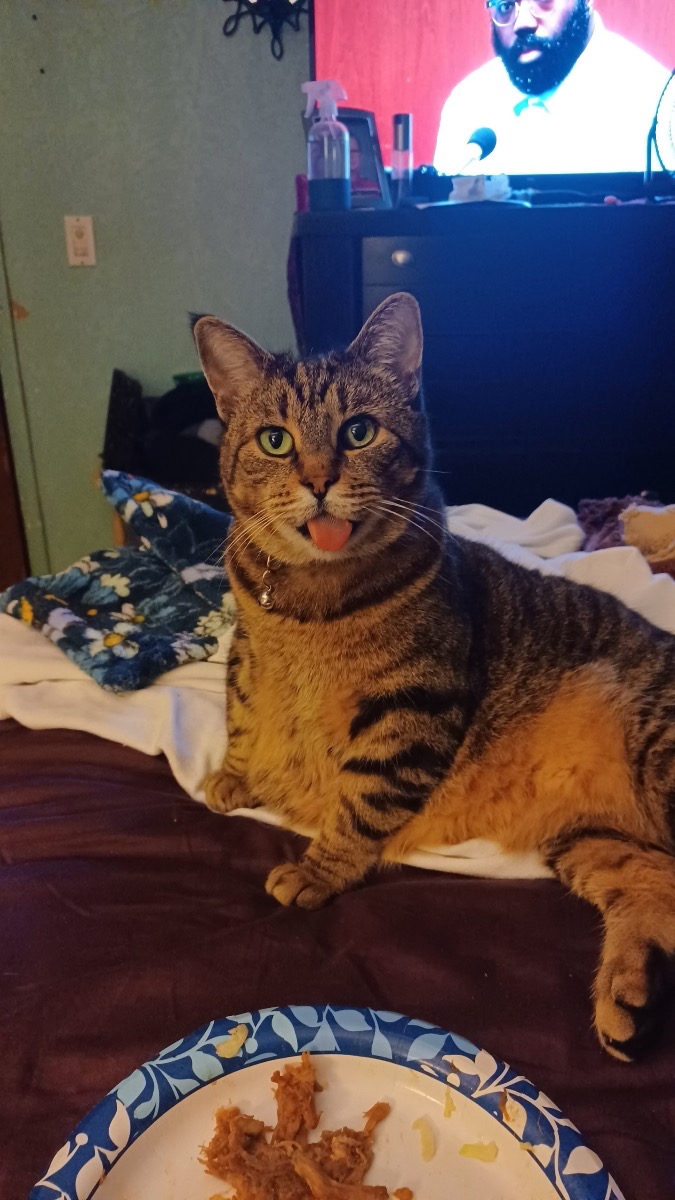 Surgery for Zoey: A Loving Cat's Struggle campaign photo, 2 of 8