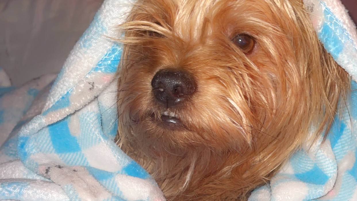 Bentley's Health Crisis: Need Support photo