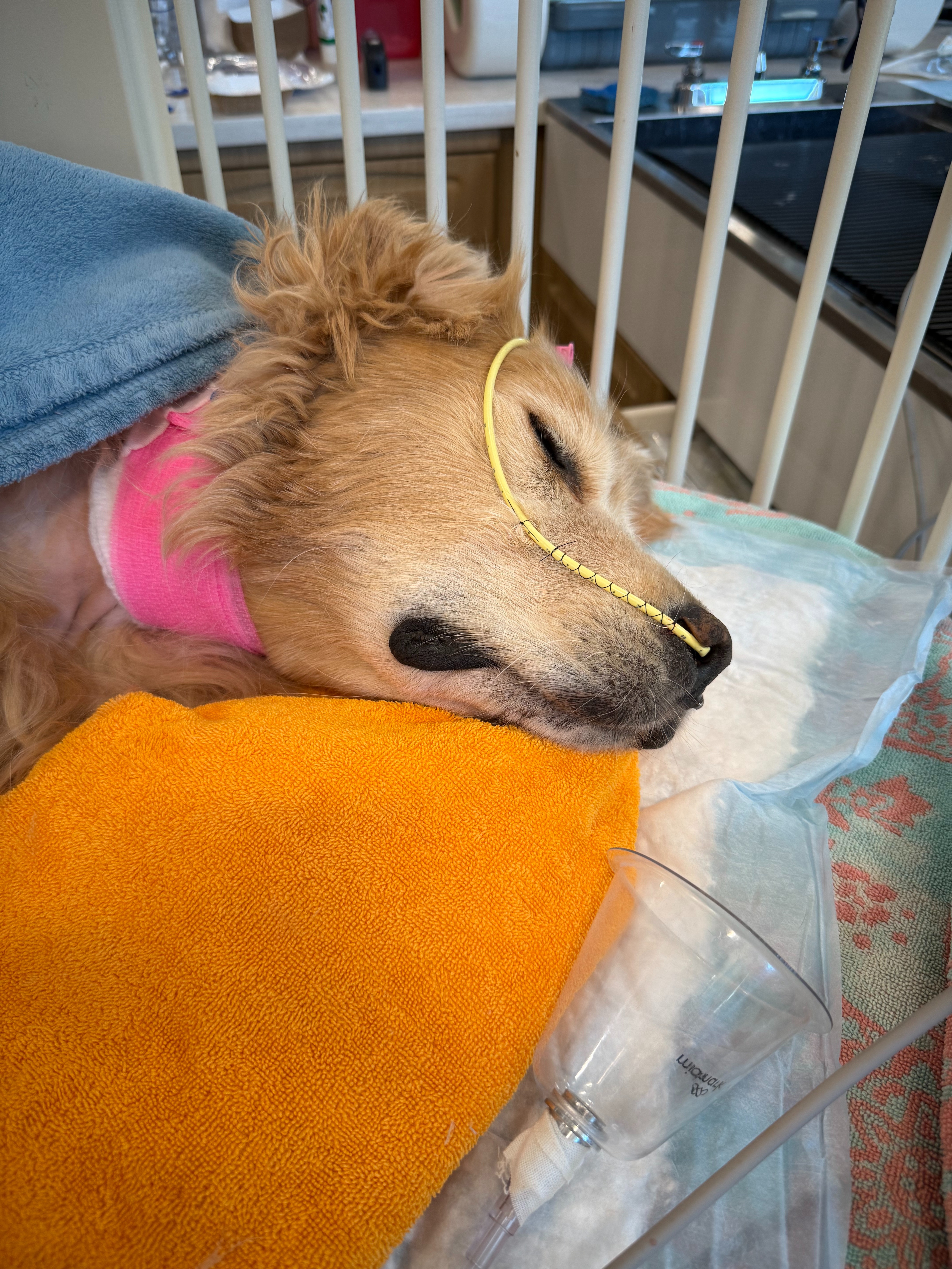 Indio's Battle: Surviving Surgery and Pneumonia campaign photo, 5 of 6