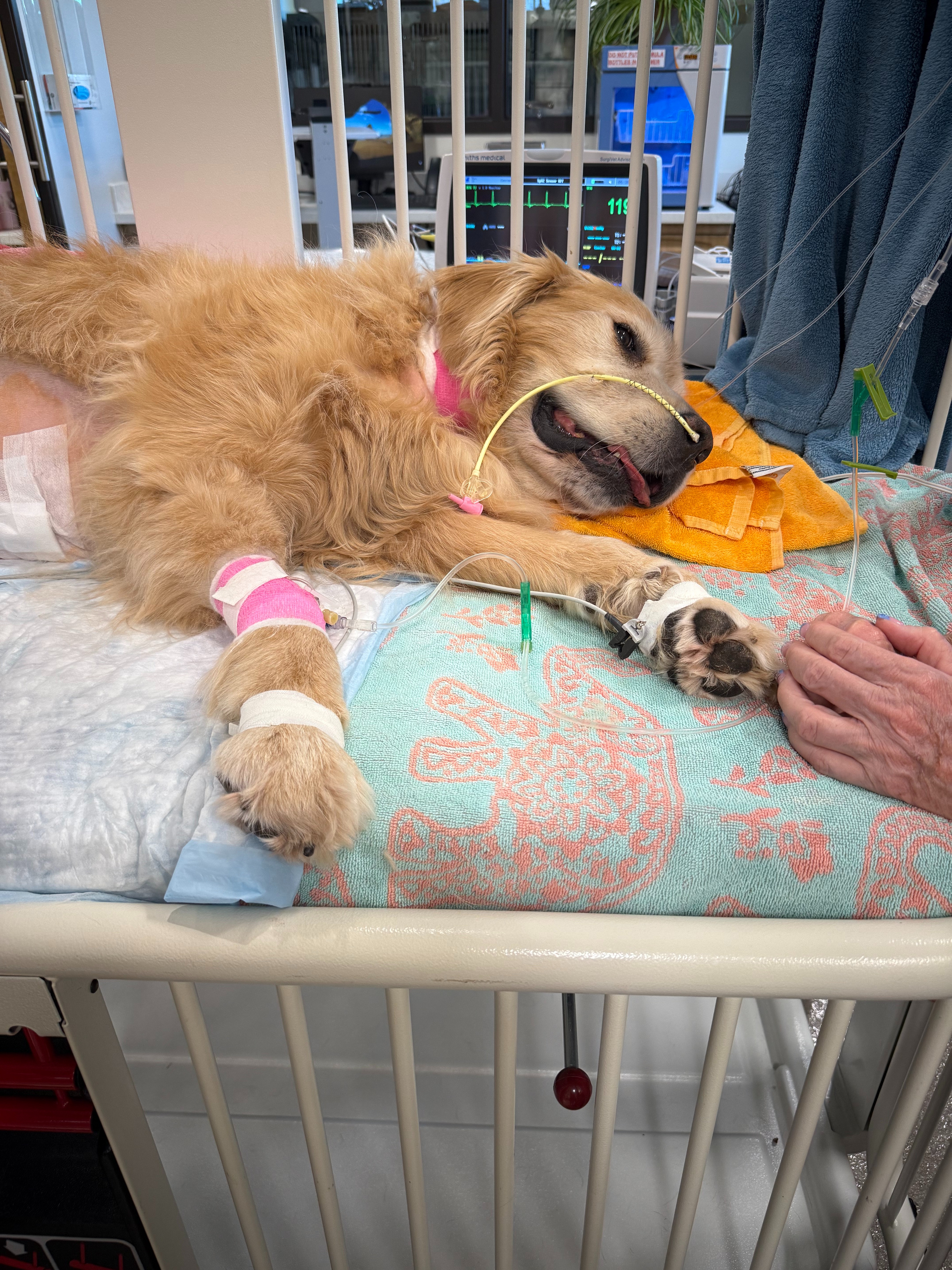 Indio's Battle: Surviving Surgery and Pneumonia campaign photo, 2 of 6