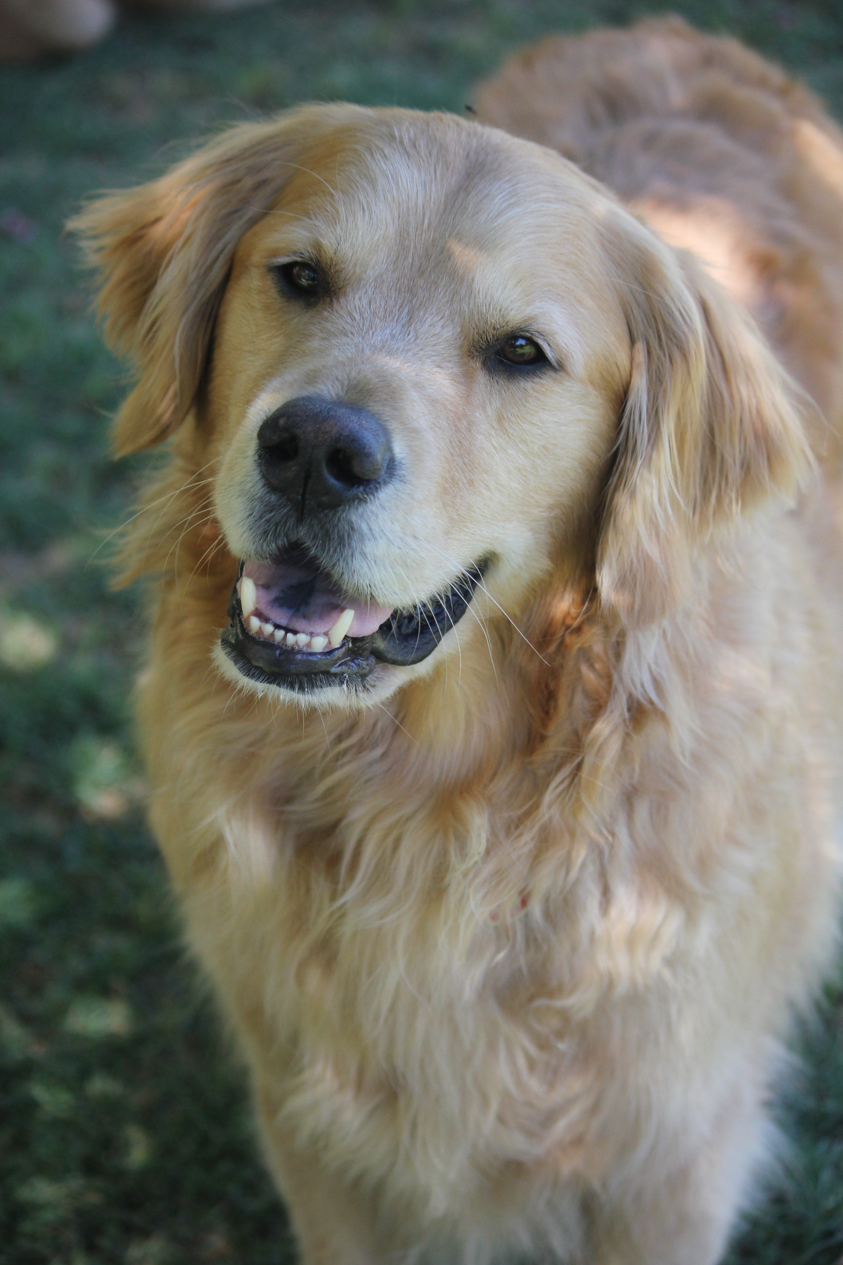 Indio's Battle: Surviving Surgery and Pneumonia campaign photo, 4 of 6