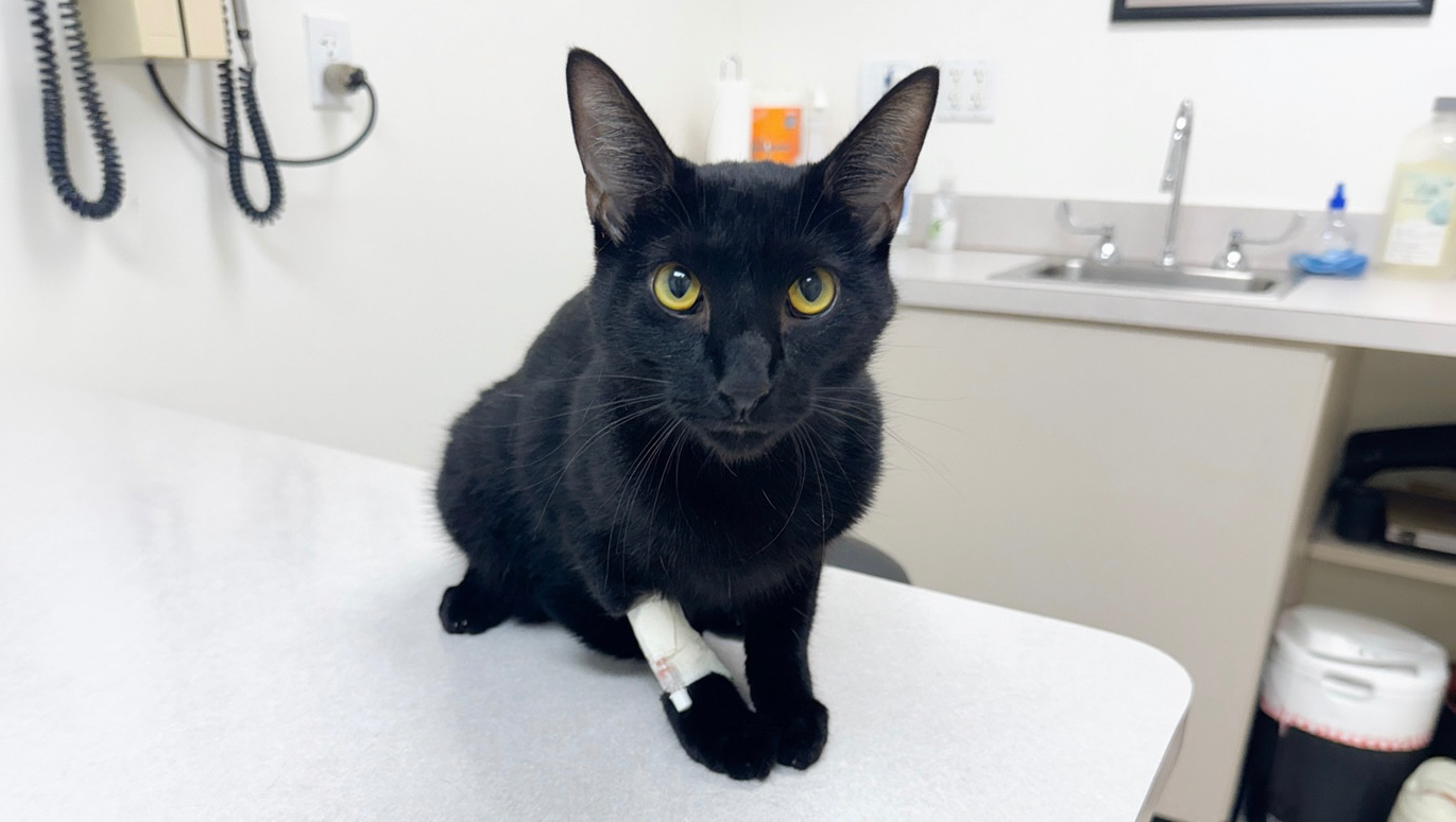 Help Jed Overcome the Odds