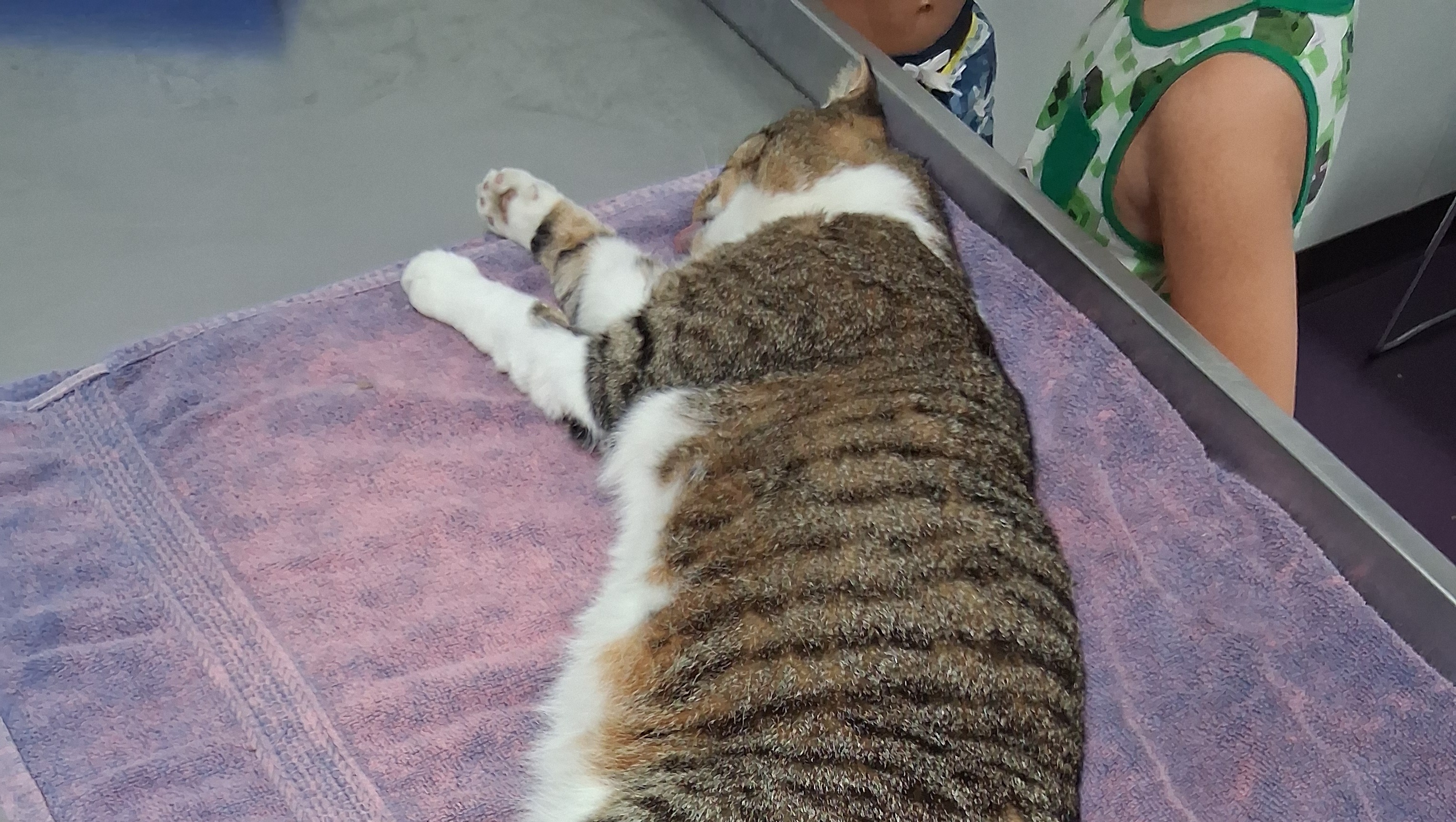 Help Our Family Honor Shadow and Stay Afloat photo