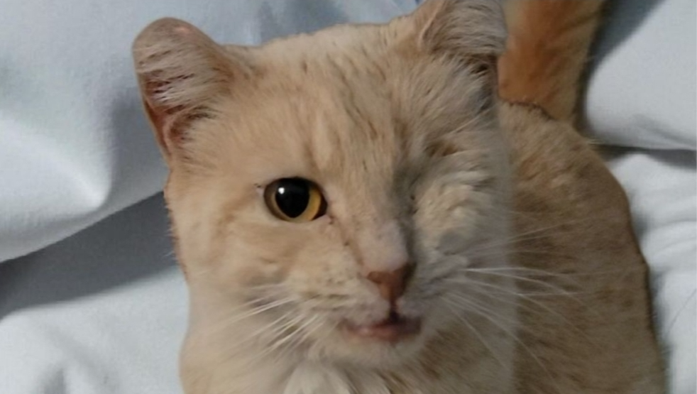 Support No More Sad Kitties: Complete the Cat Sanctuary