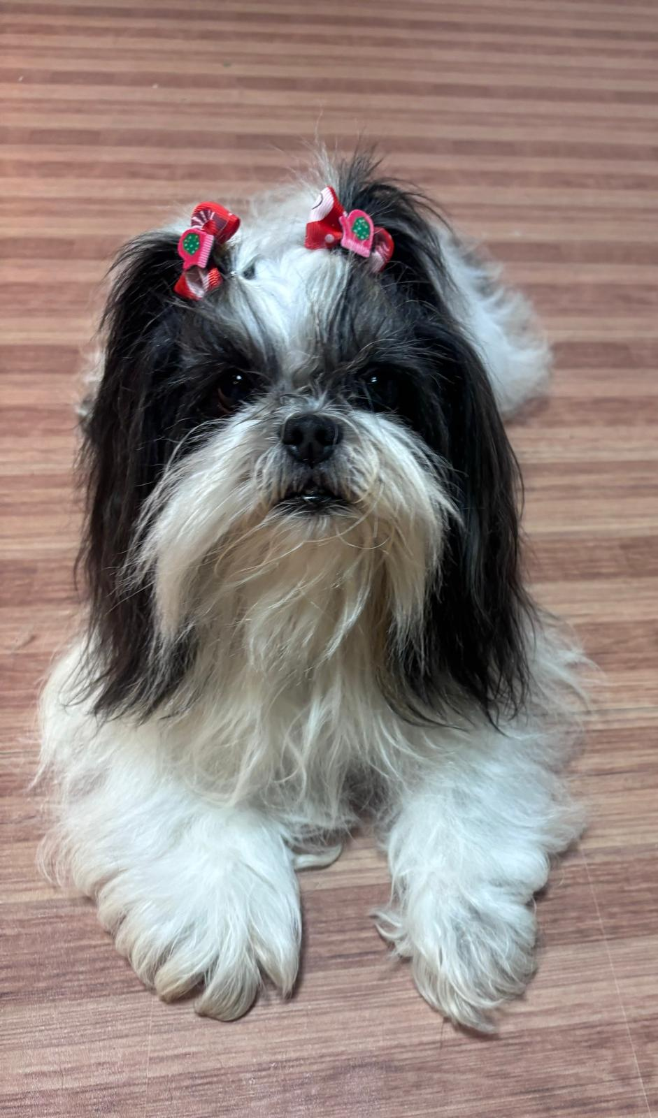 Help Dandara to walk again - Pelvis Fracture Surgery Needed campaign photo, 7 of 8