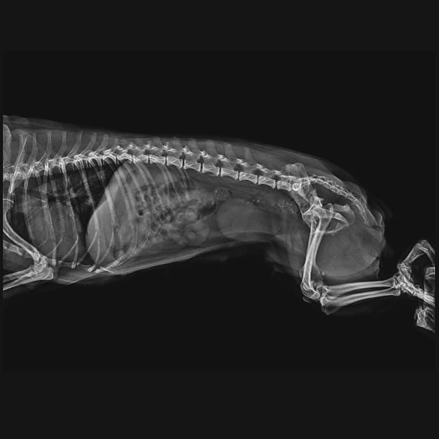 Help Dandara to walk again - Pelvis Fracture Surgery Needed campaign photo, 5 of 8