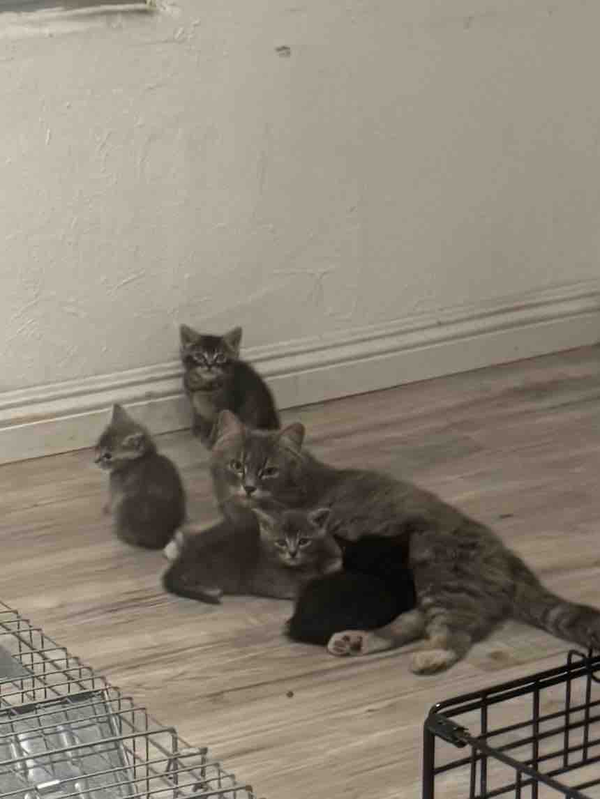 Help me spay or neuter the feral cats in my town campaign photo, 11 of 12
