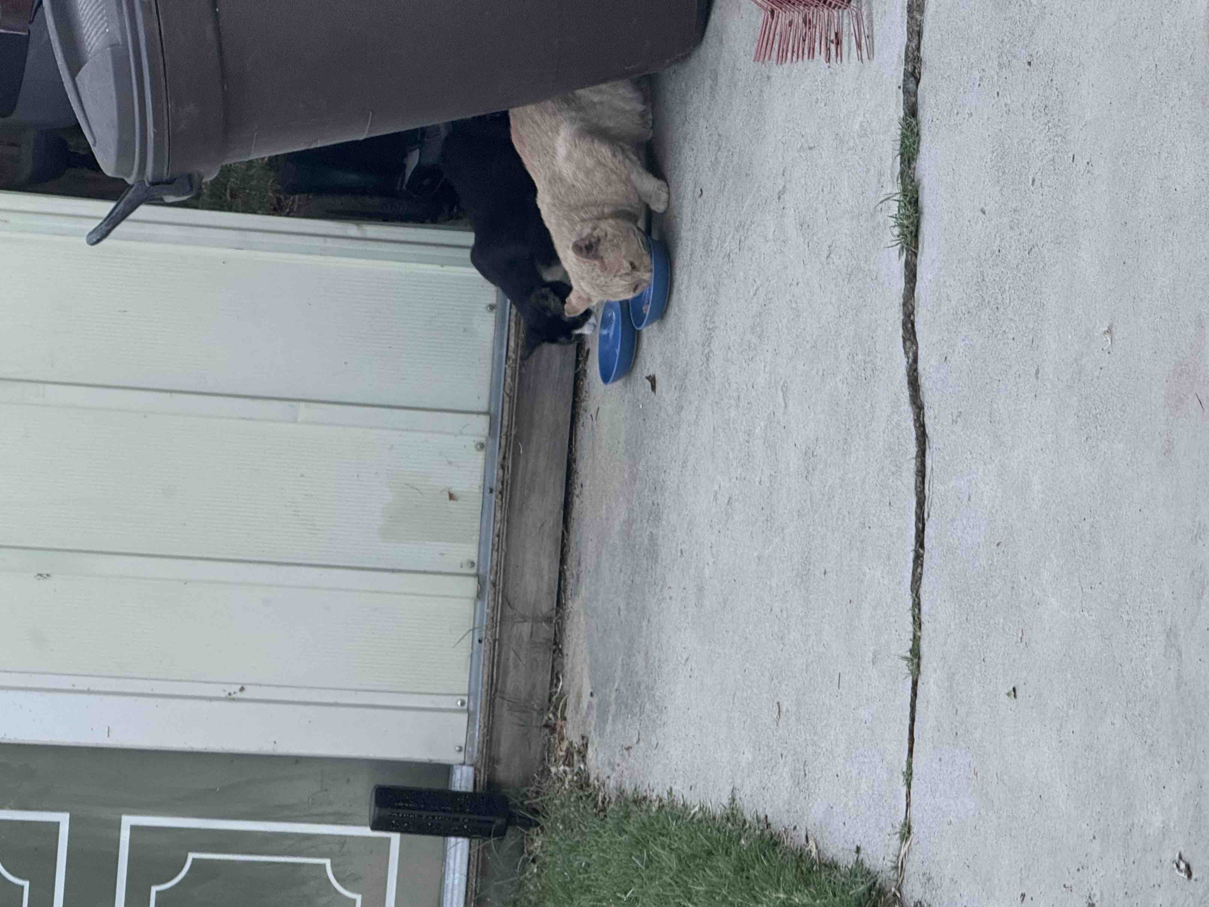 Help me spay or neuter the feral cats in my town campaign photo, 2 of 12