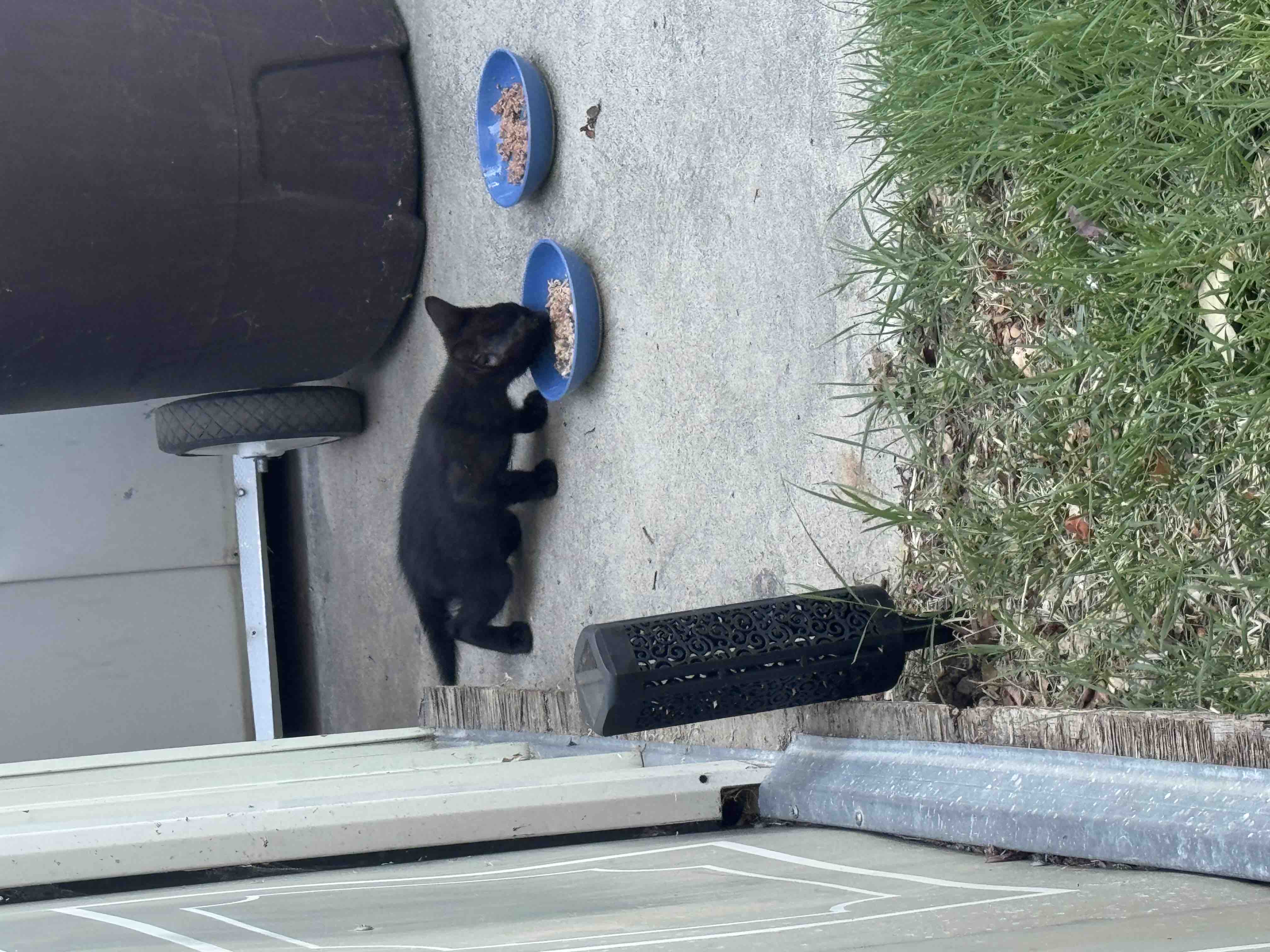 Help me spay or neuter the feral cats in my town campaign photo, 4 of 12