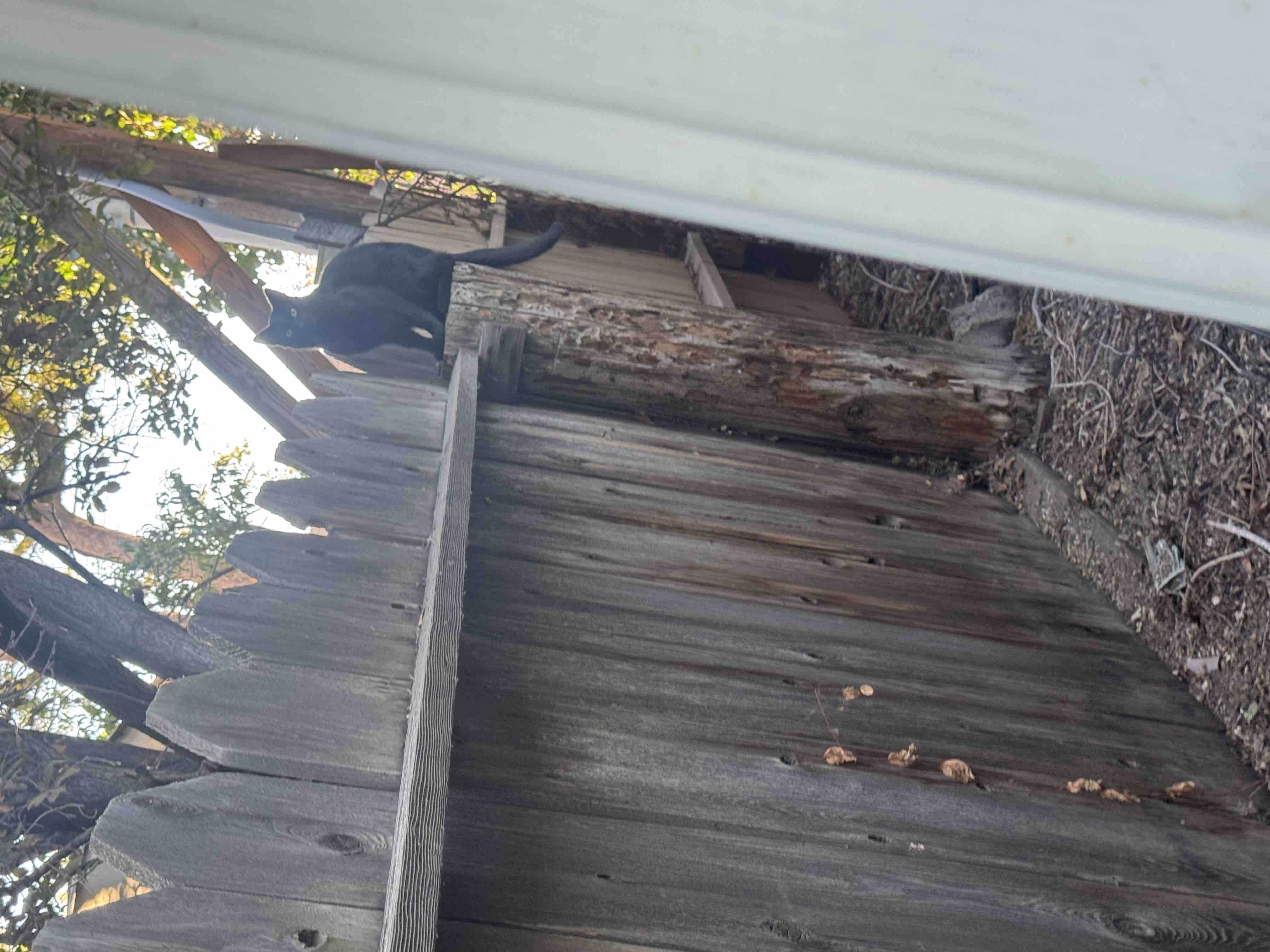 Help me spay or neuter the feral cats in my town campaign photo, 5 of 12
