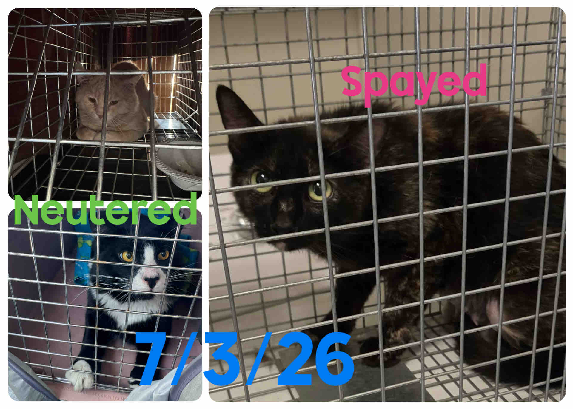 Help me spay or neuter the feral cats in my town campaign photo, 6 of 12