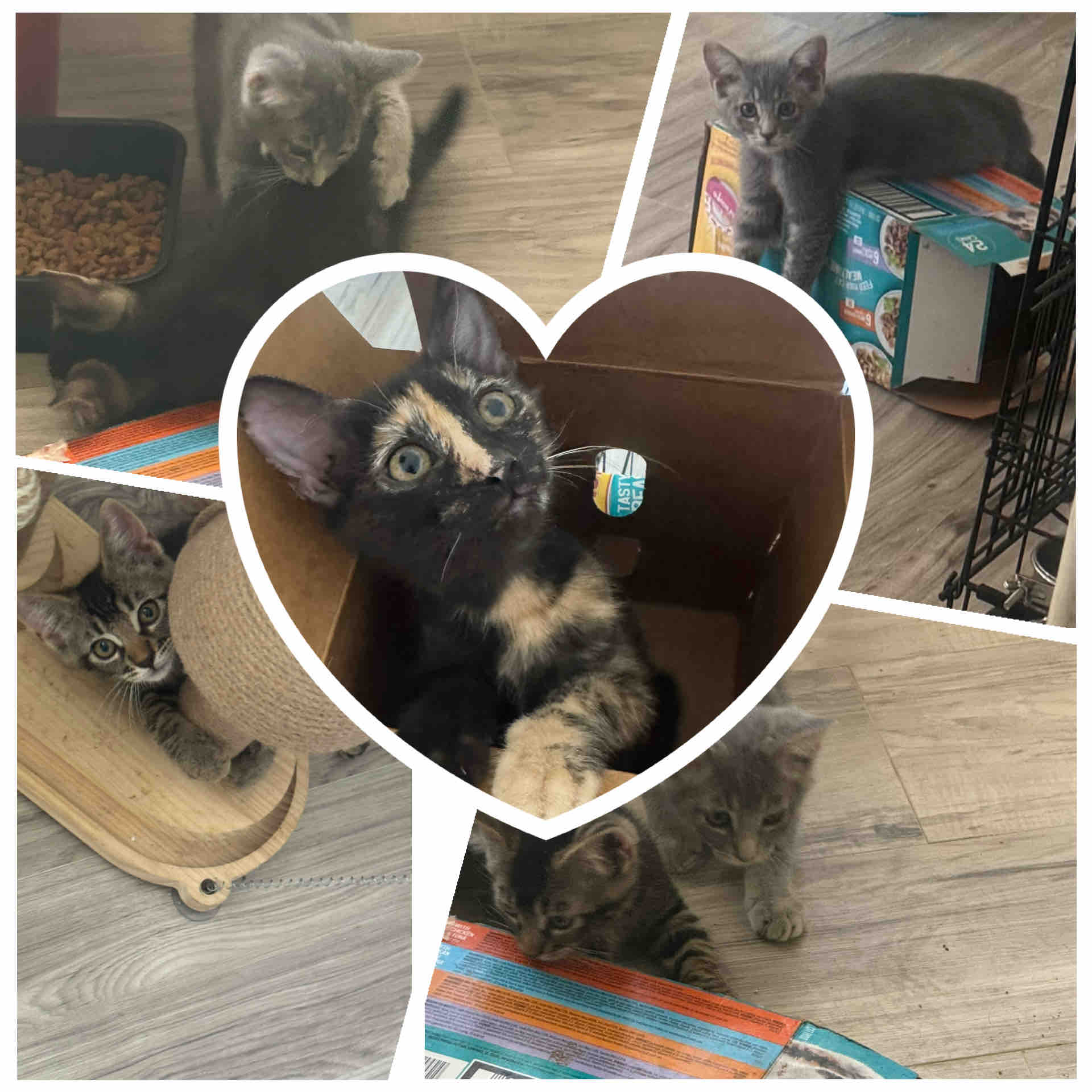 Help me spay or neuter the feral cats in my town campaign photo, 7 of 12