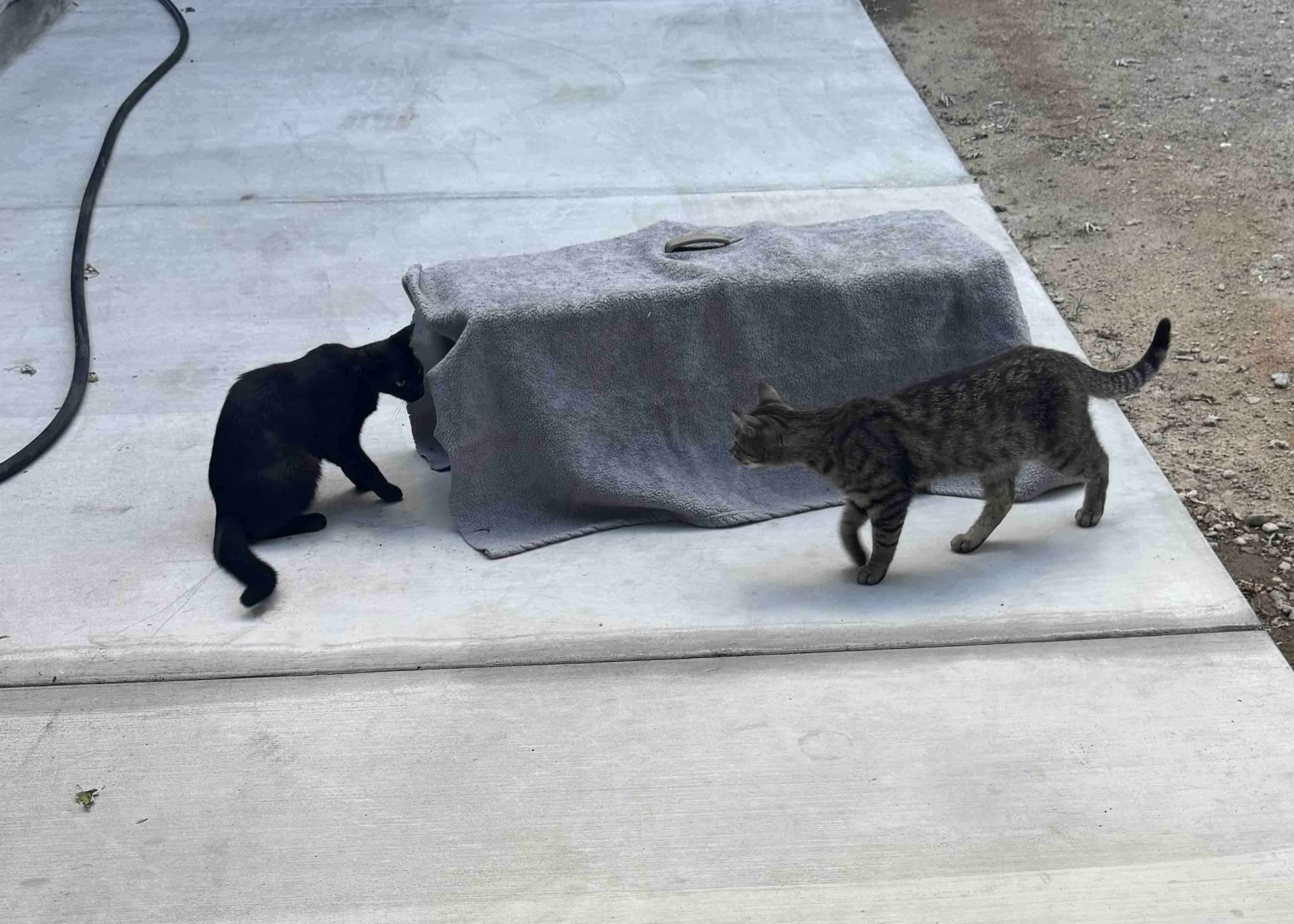 Help me spay or neuter the feral cats in my town campaign photo, 9 of 12