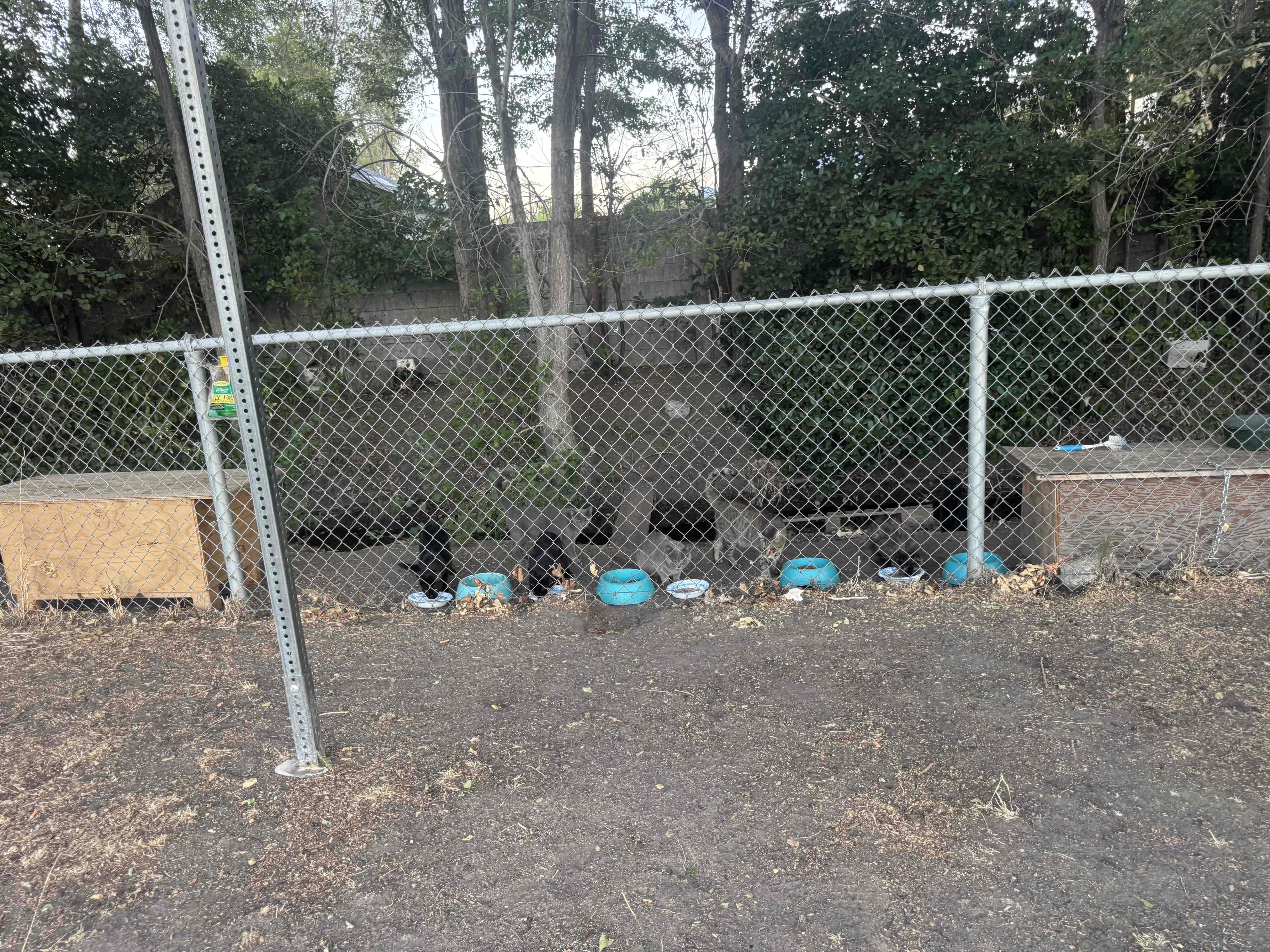 Help me spay or neuter the feral cats in my town campaign photo, 10 of 12