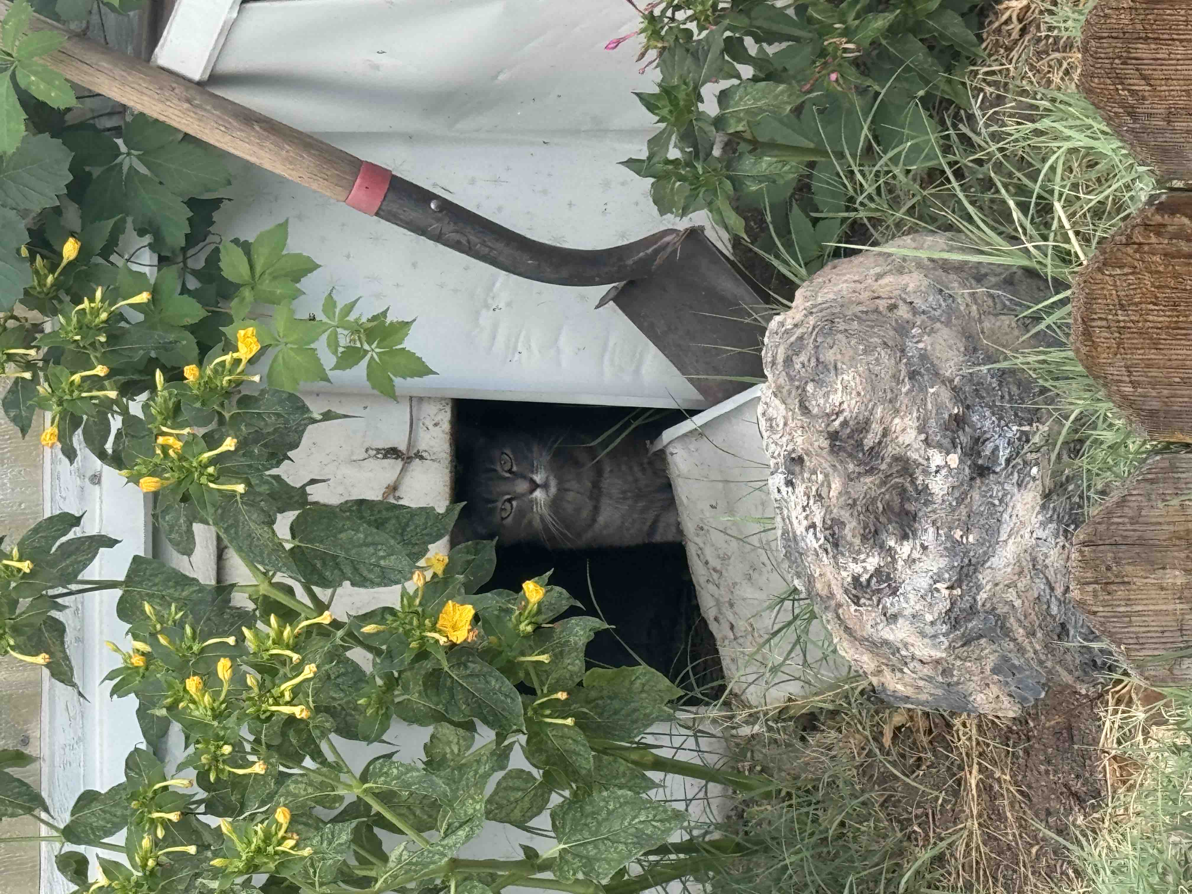 Help me spay or neuter the feral cats in my town campaign photo, 9 of 11