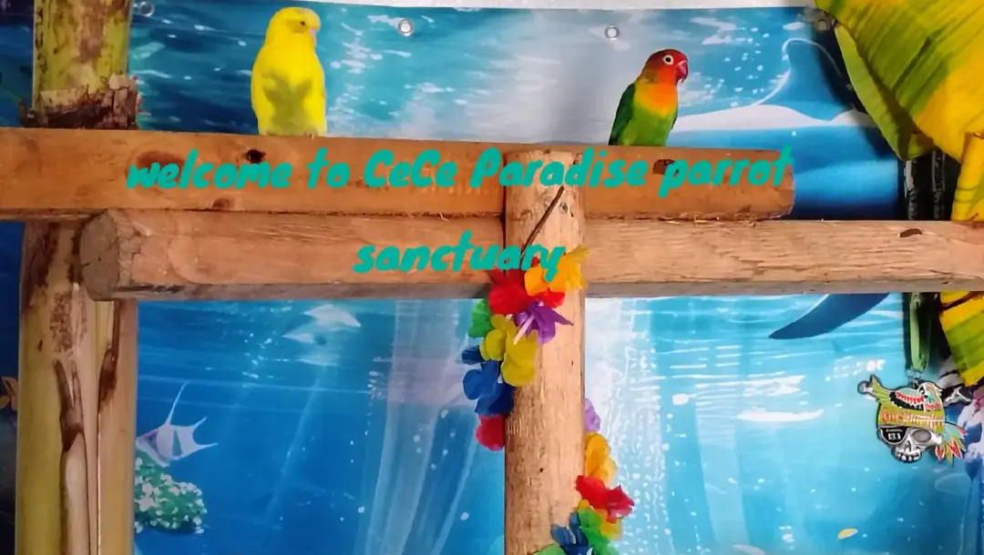 Show Love to Parrots in Need at CeCe's Sanctuary