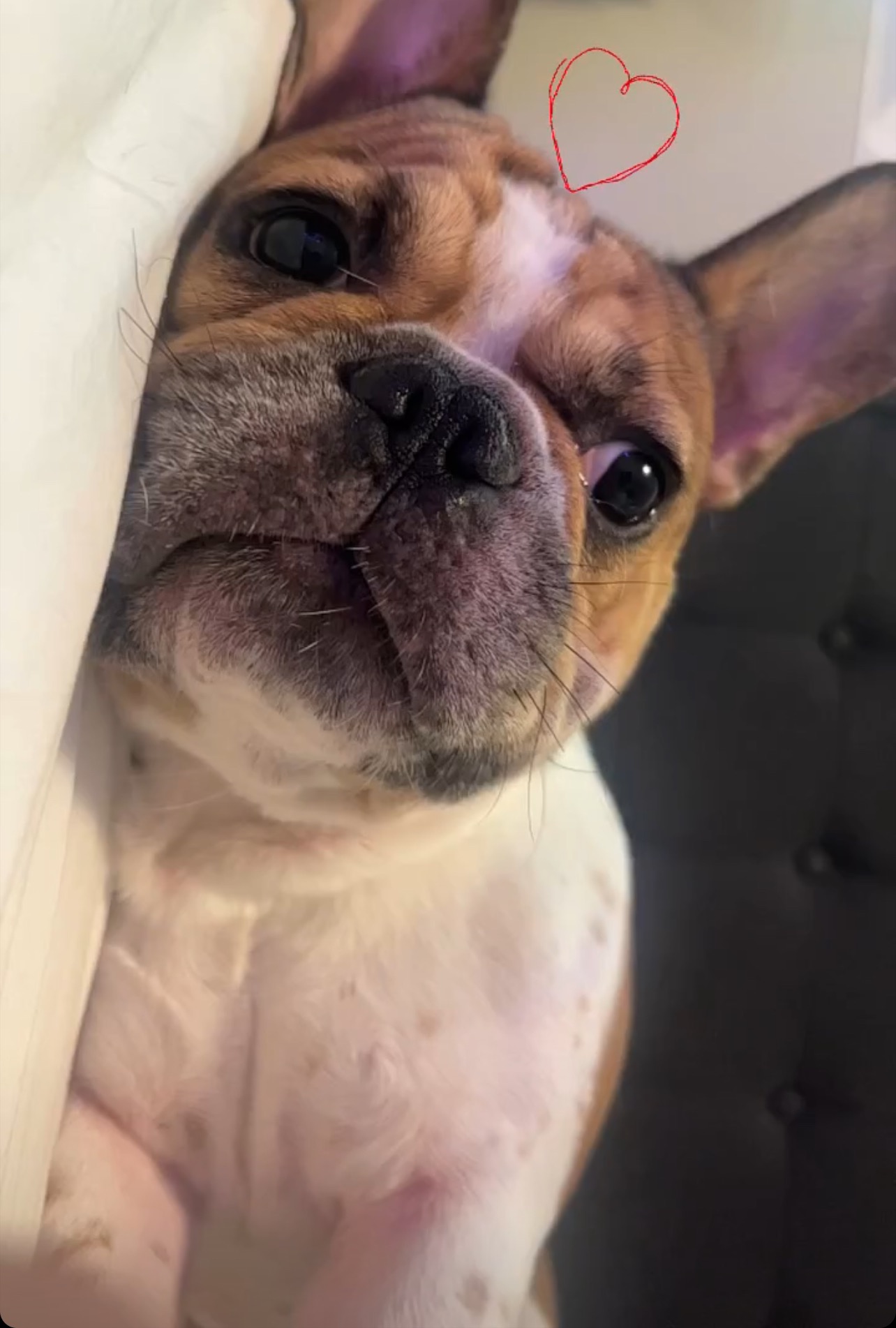 Milo Needs You: Surgery to Save His Life campaign photo, 7 of 8