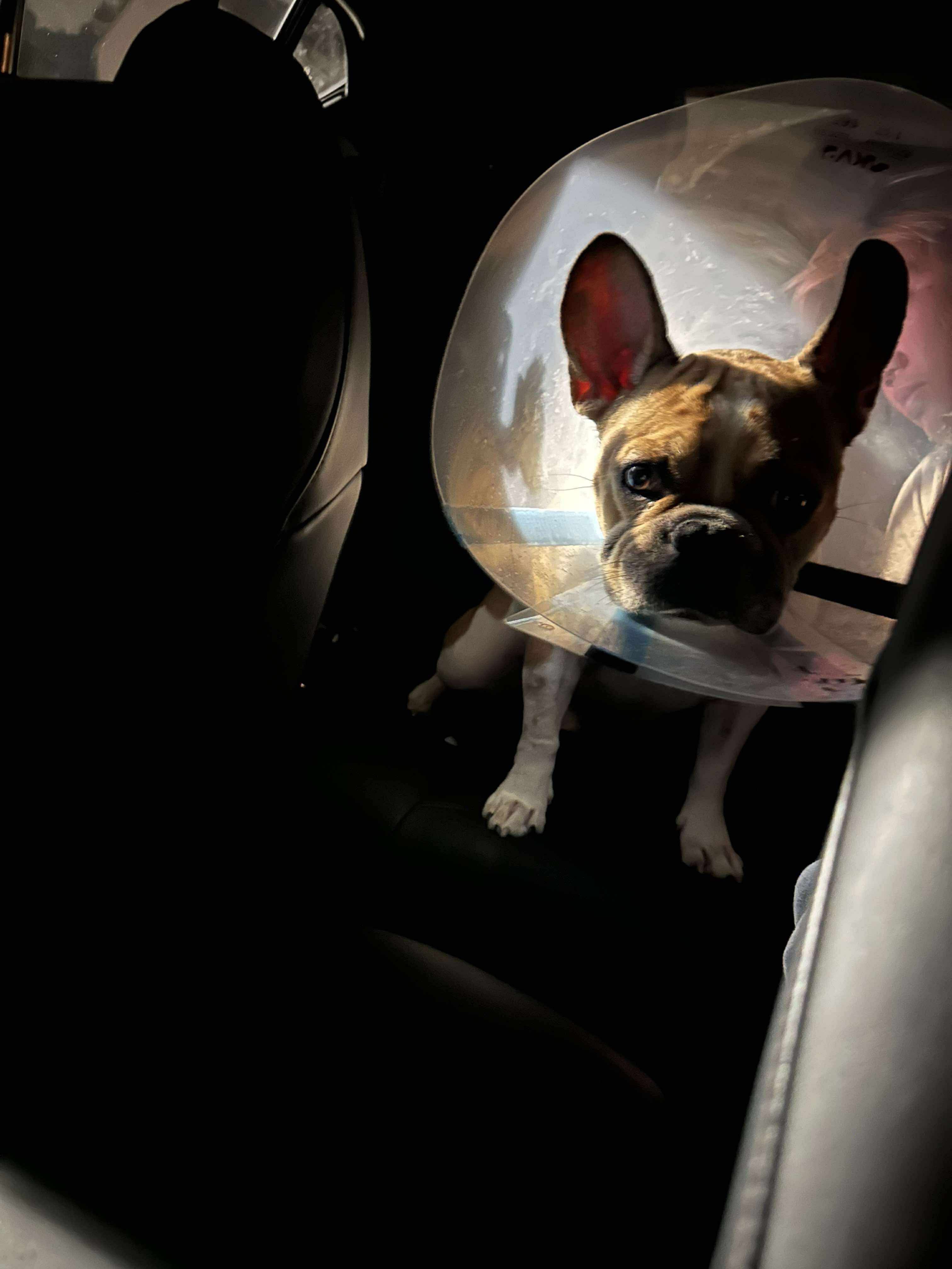 Milo Needs You: Surgery to Save His Life campaign photo, 5 of 8