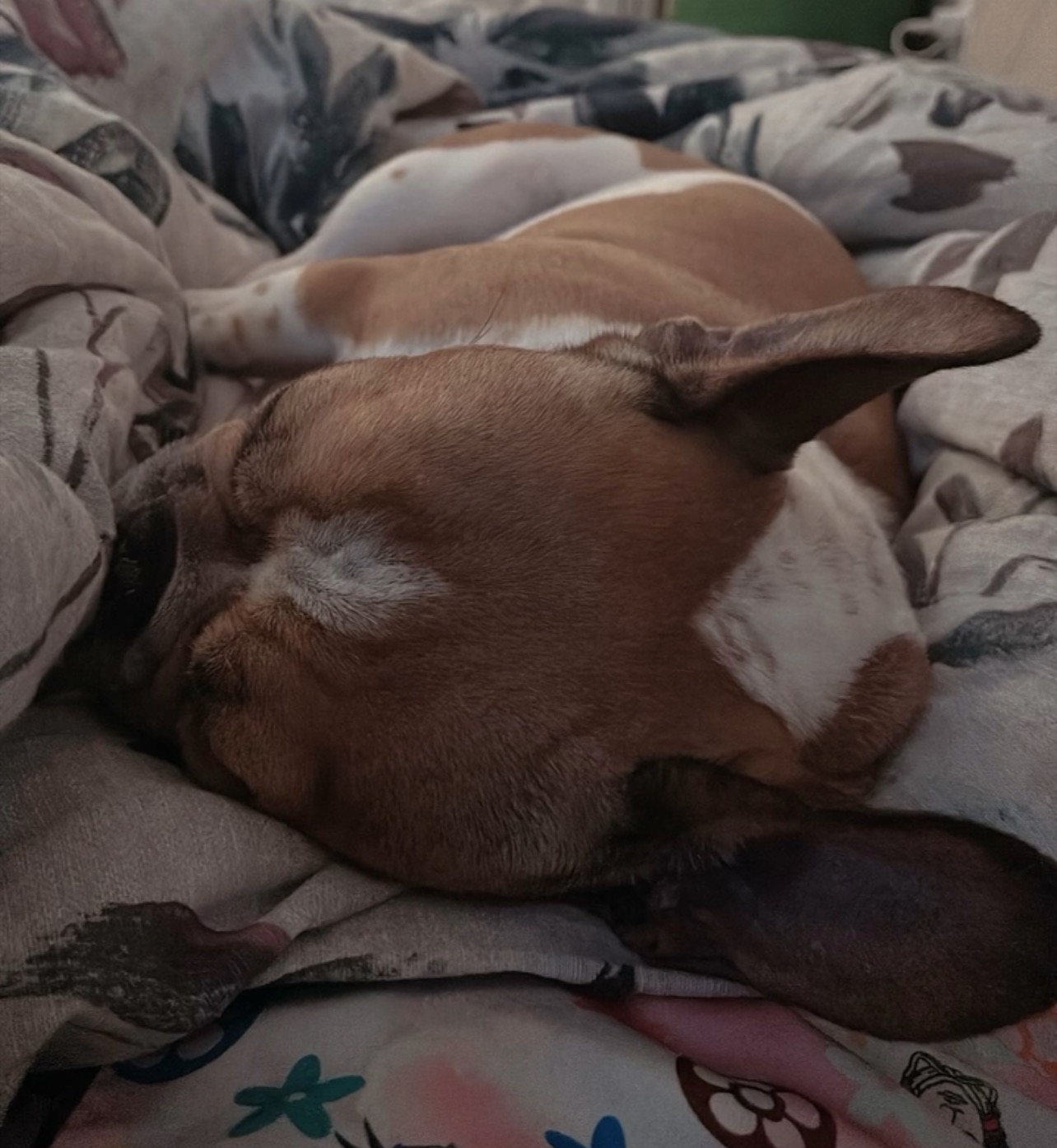 Milo Needs You: Surgery to Save His Life campaign photo, 4 of 8